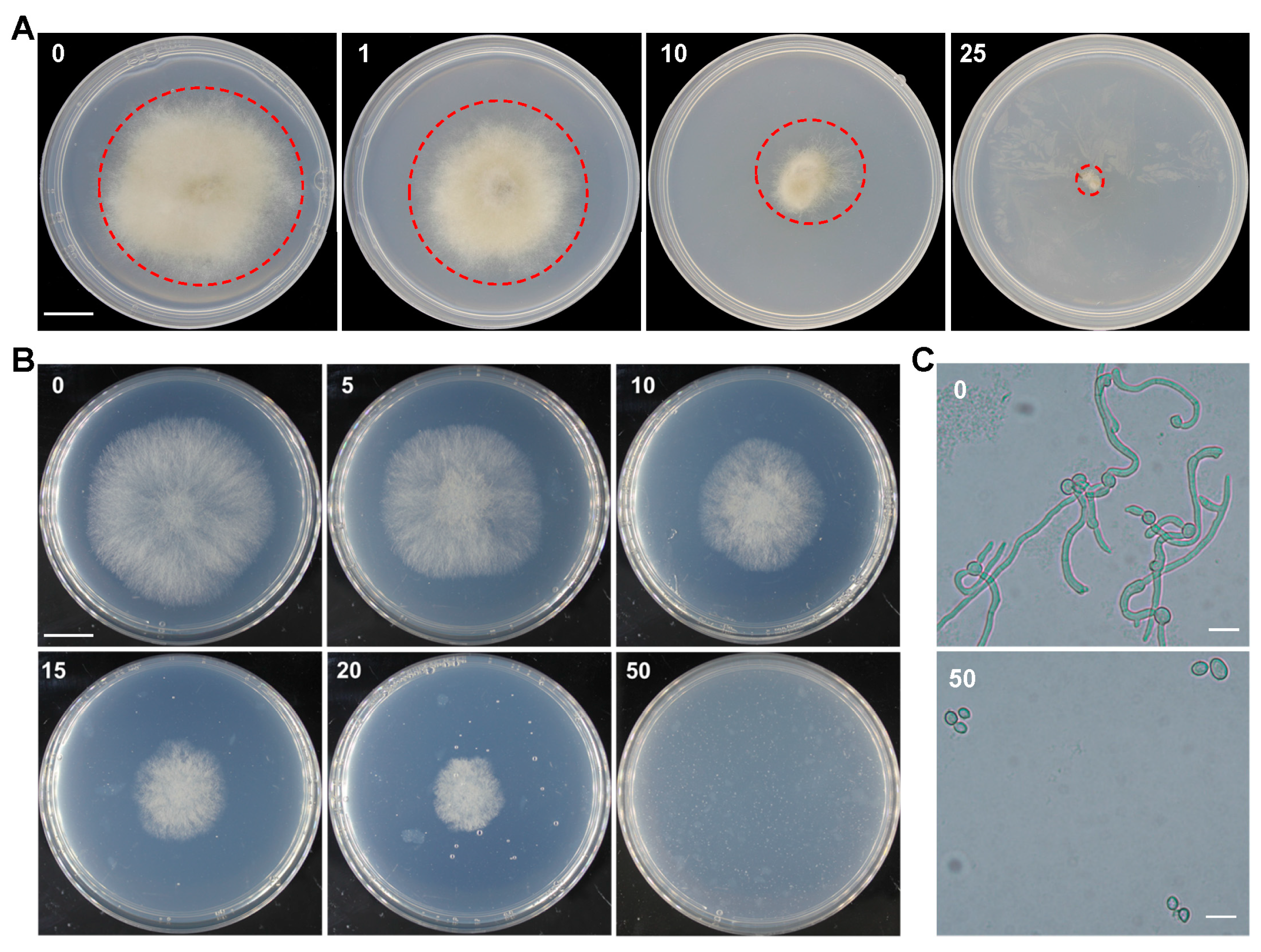 Plants 13 00324 g001 Plants 13 00324 g001