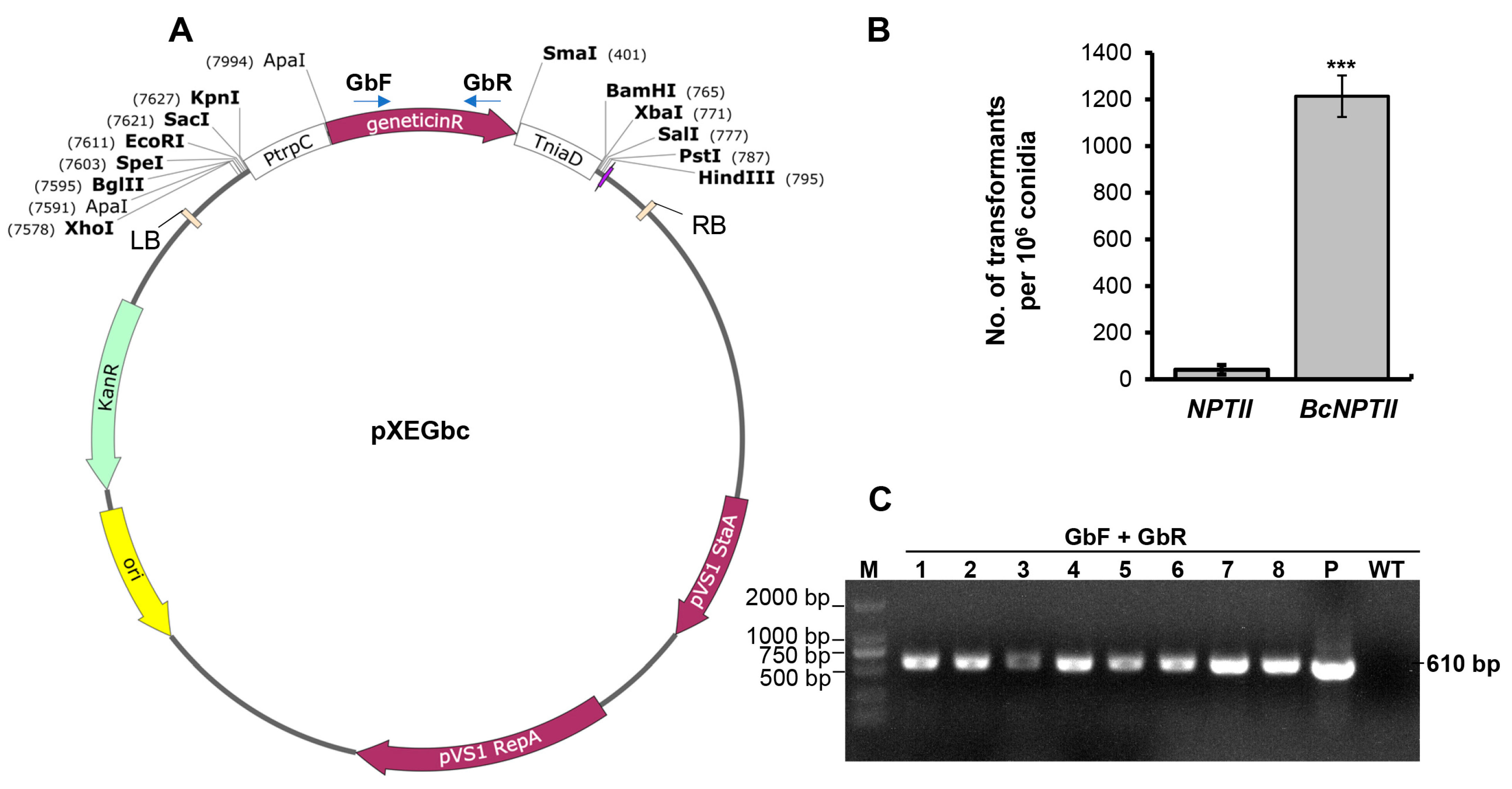 Plants 13 00324 g002 Plants 13 00324 g002