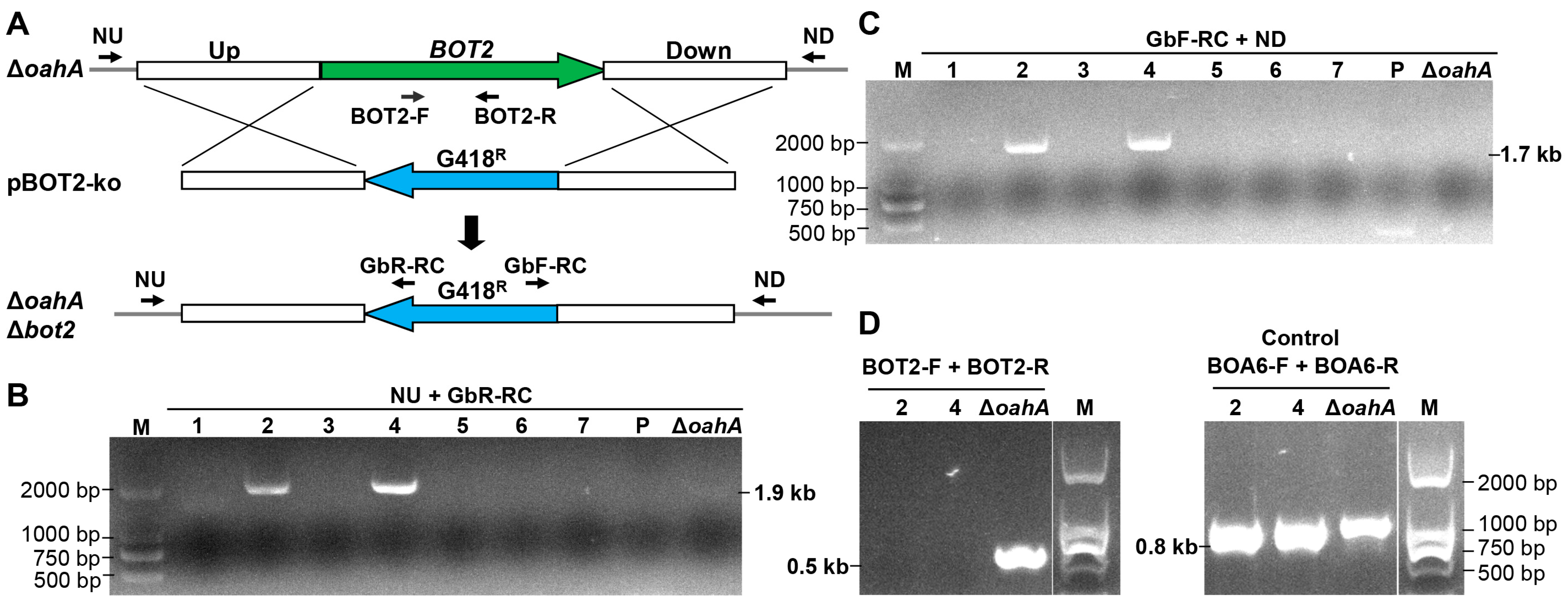 Plants 13 00324 g003 Plants 13 00324 g003