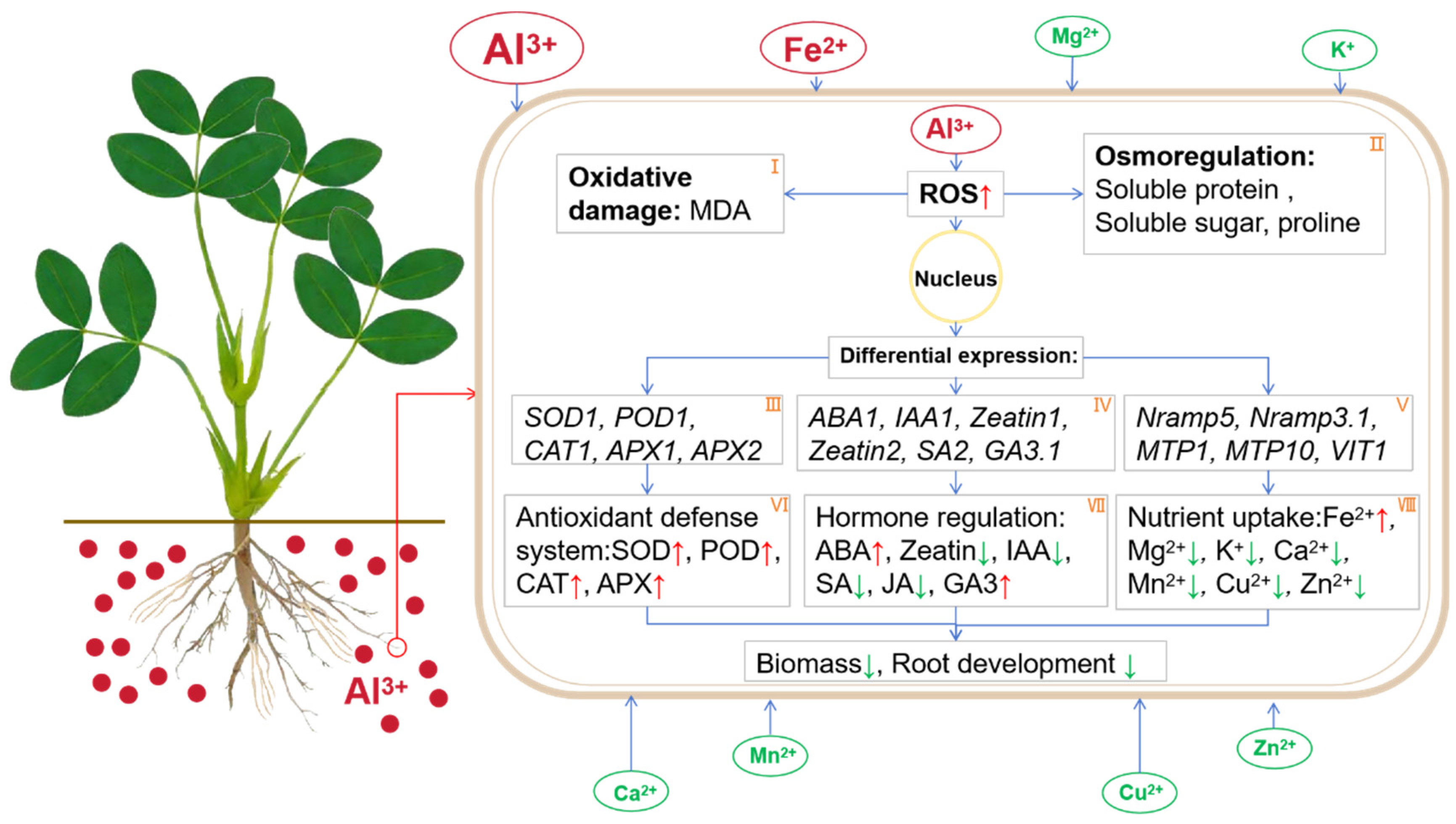 Plants 13 00325 g008
