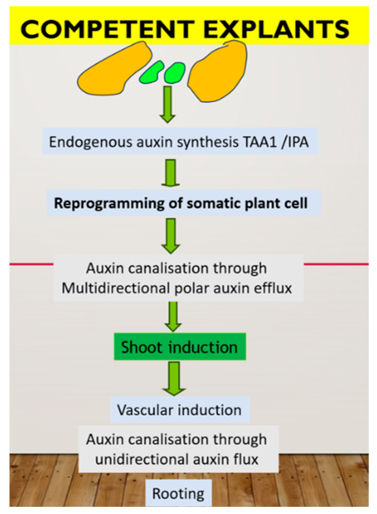 Plants 13 00327 g001 Plants 13 00327 g001
