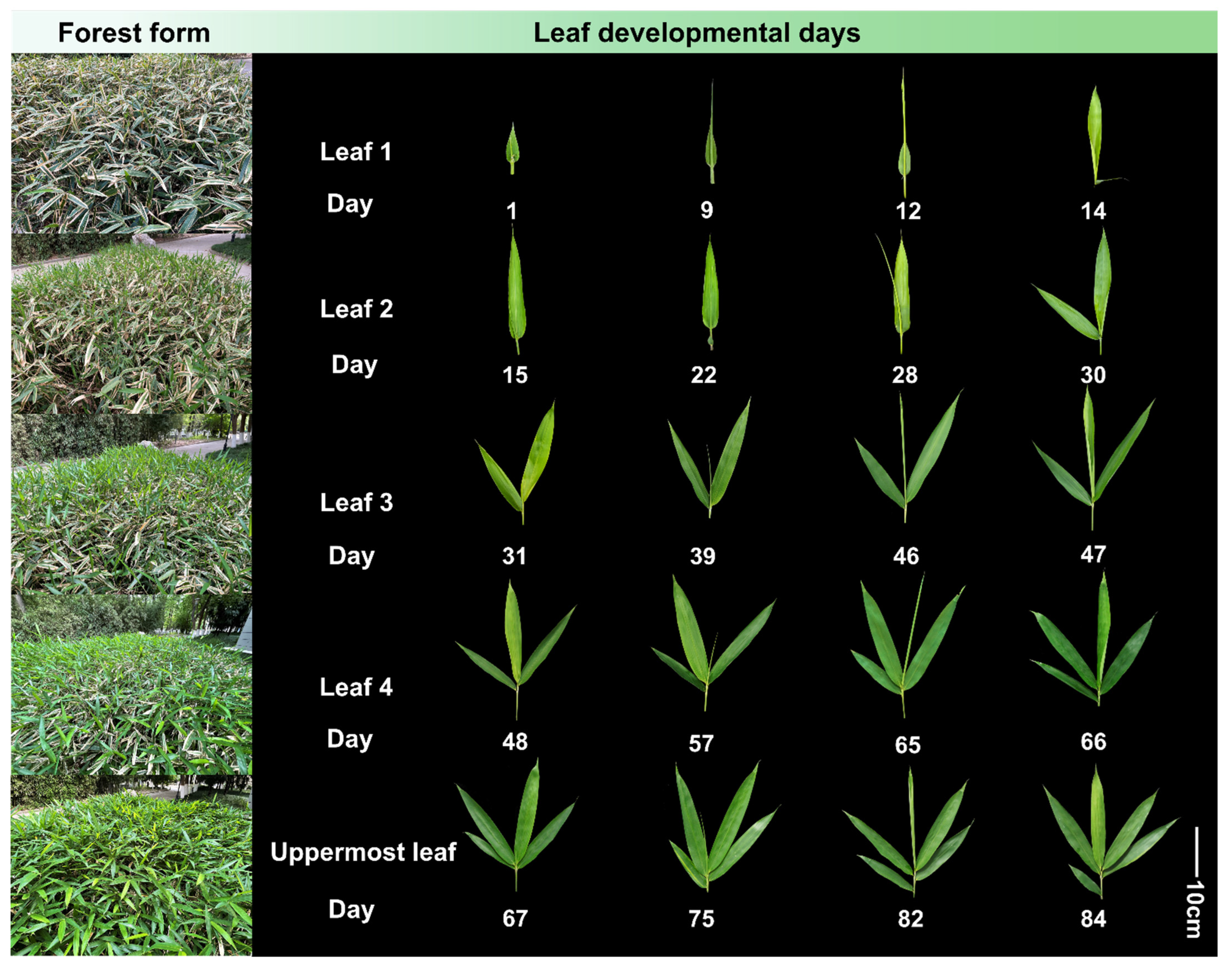 Plants 13 00332 g001