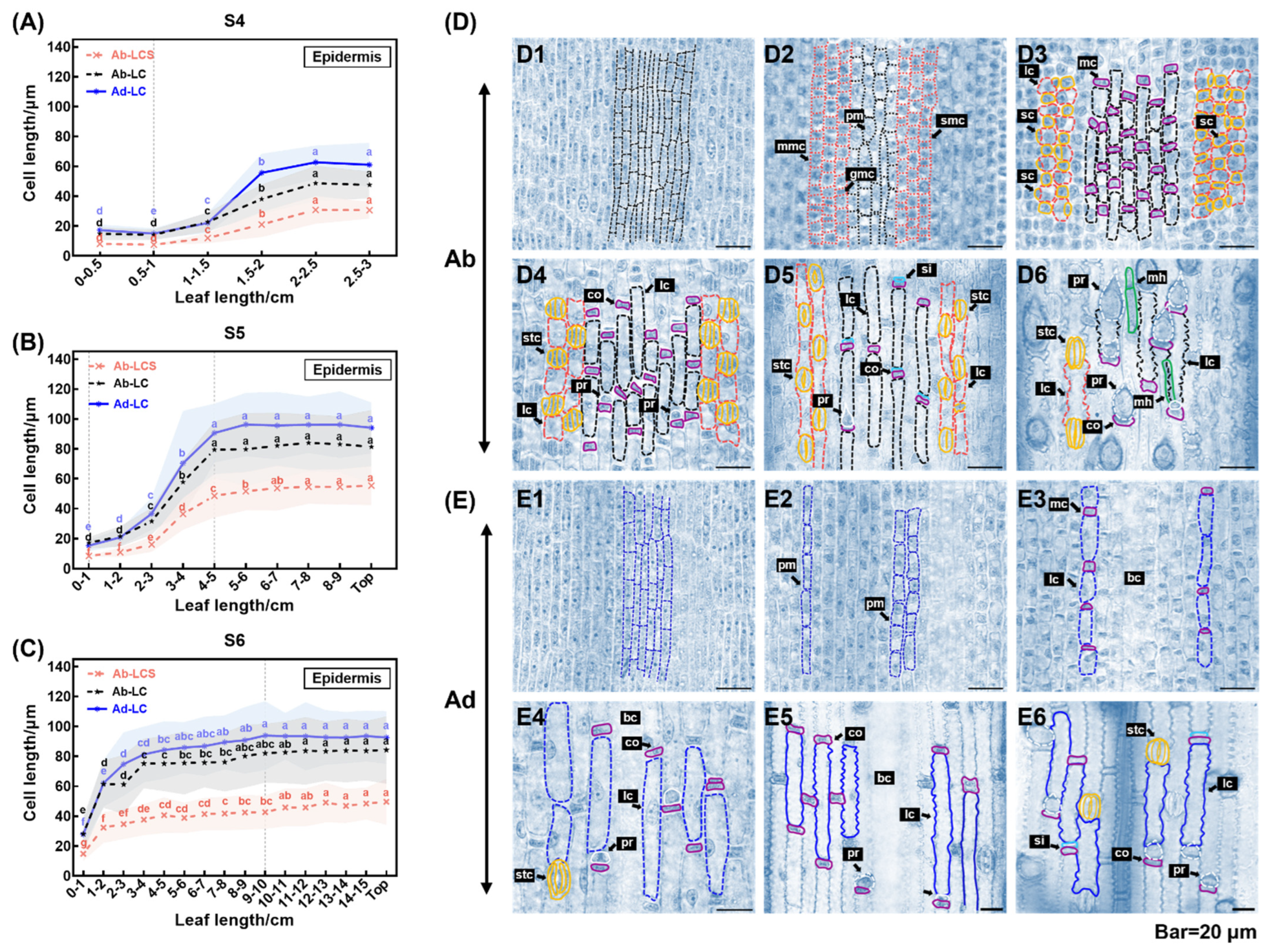 Plants 13 00332 g004