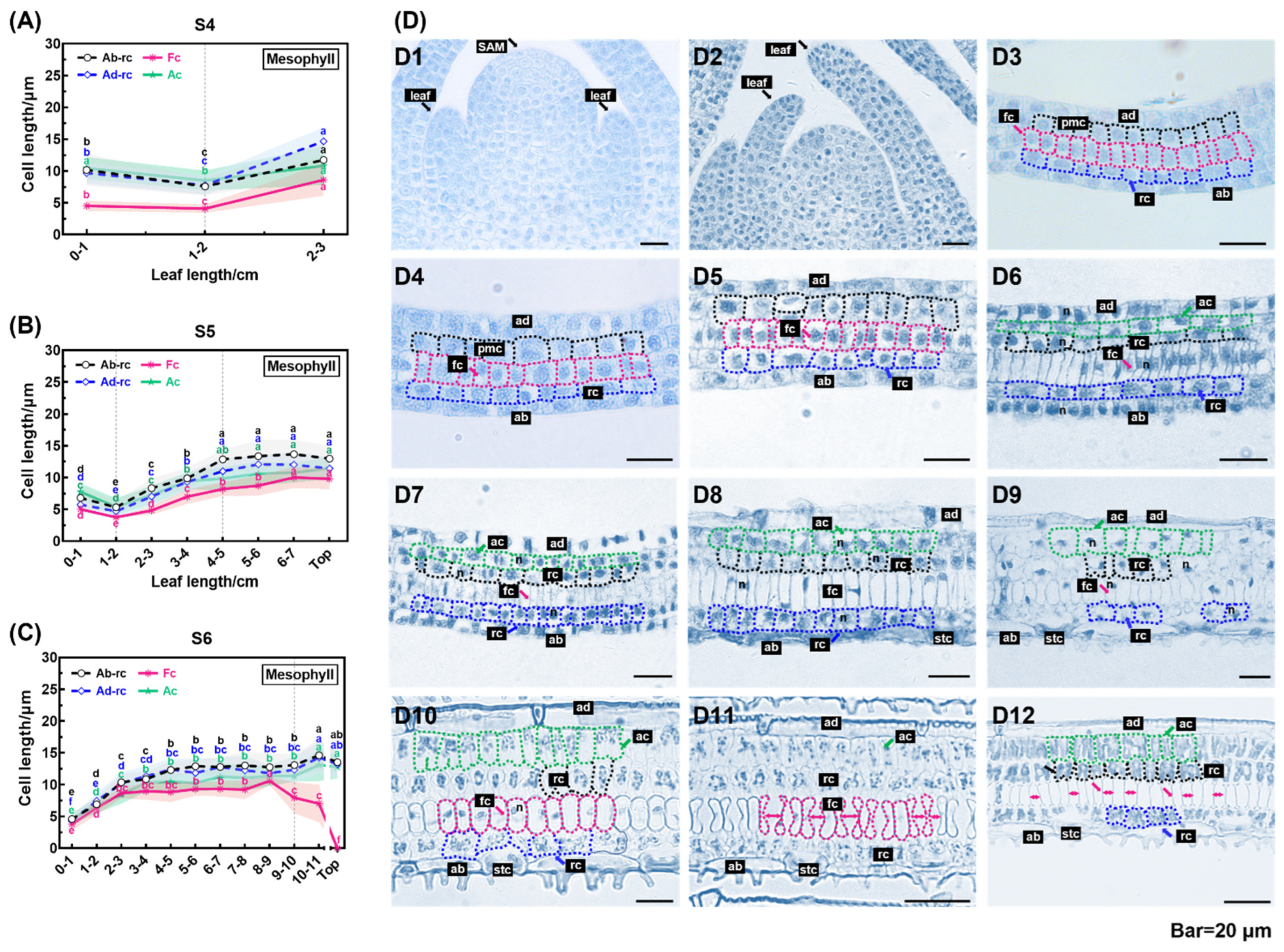 Plants 13 00332 g005