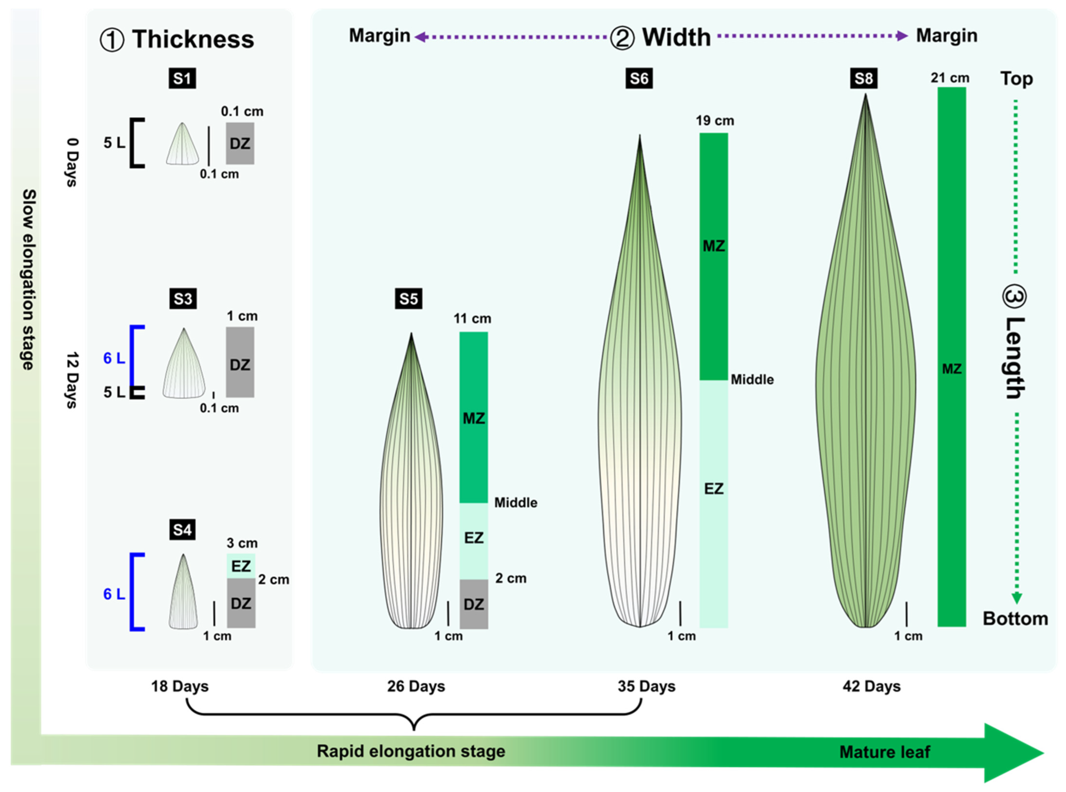 Plants 13 00332 g008