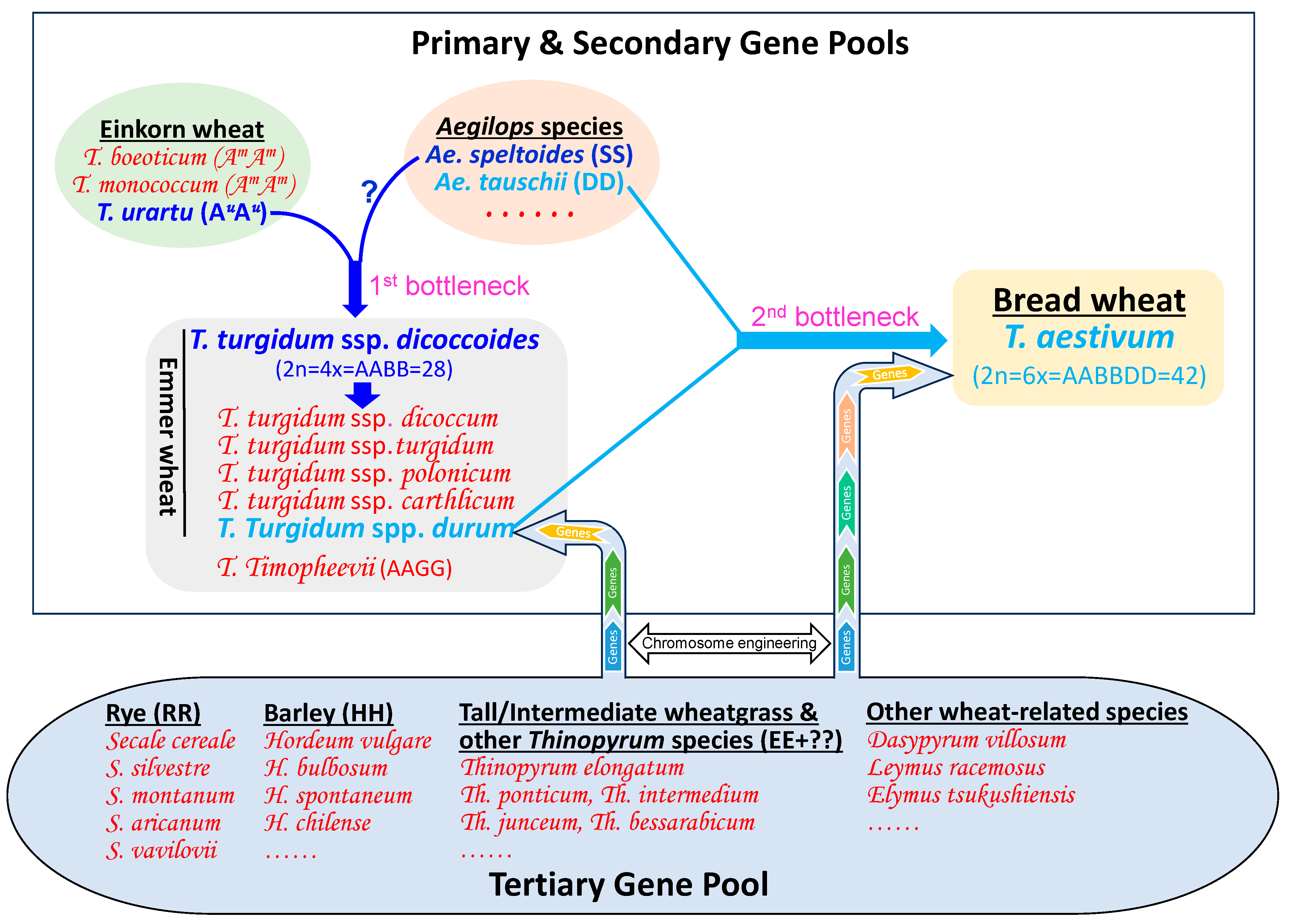 Plants 13 00339 g001
