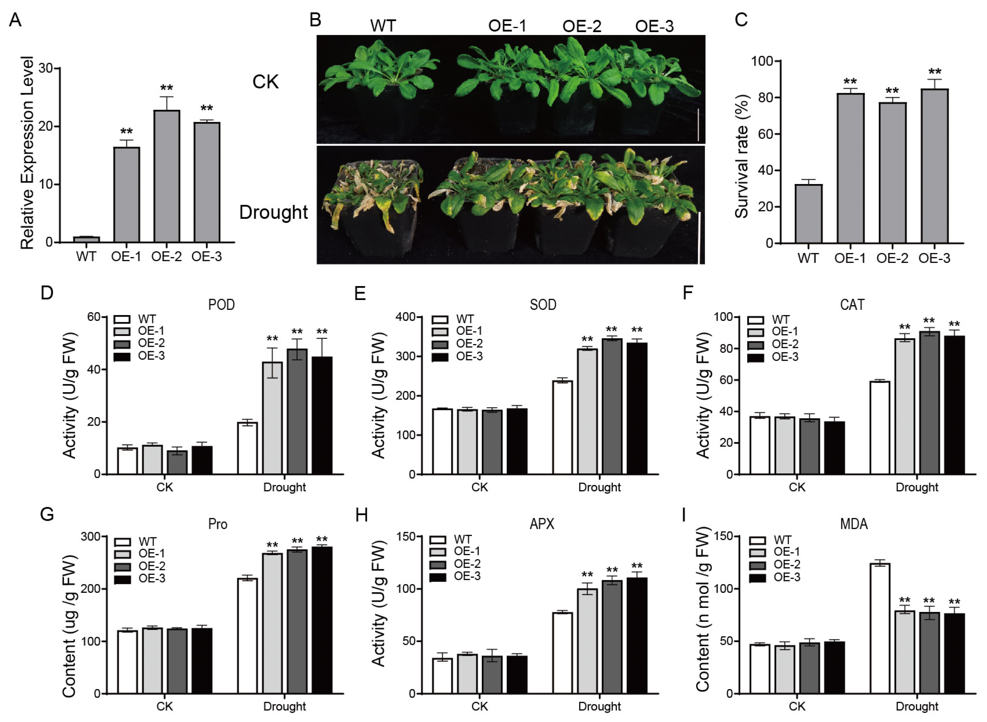Plants 13 00340 g006