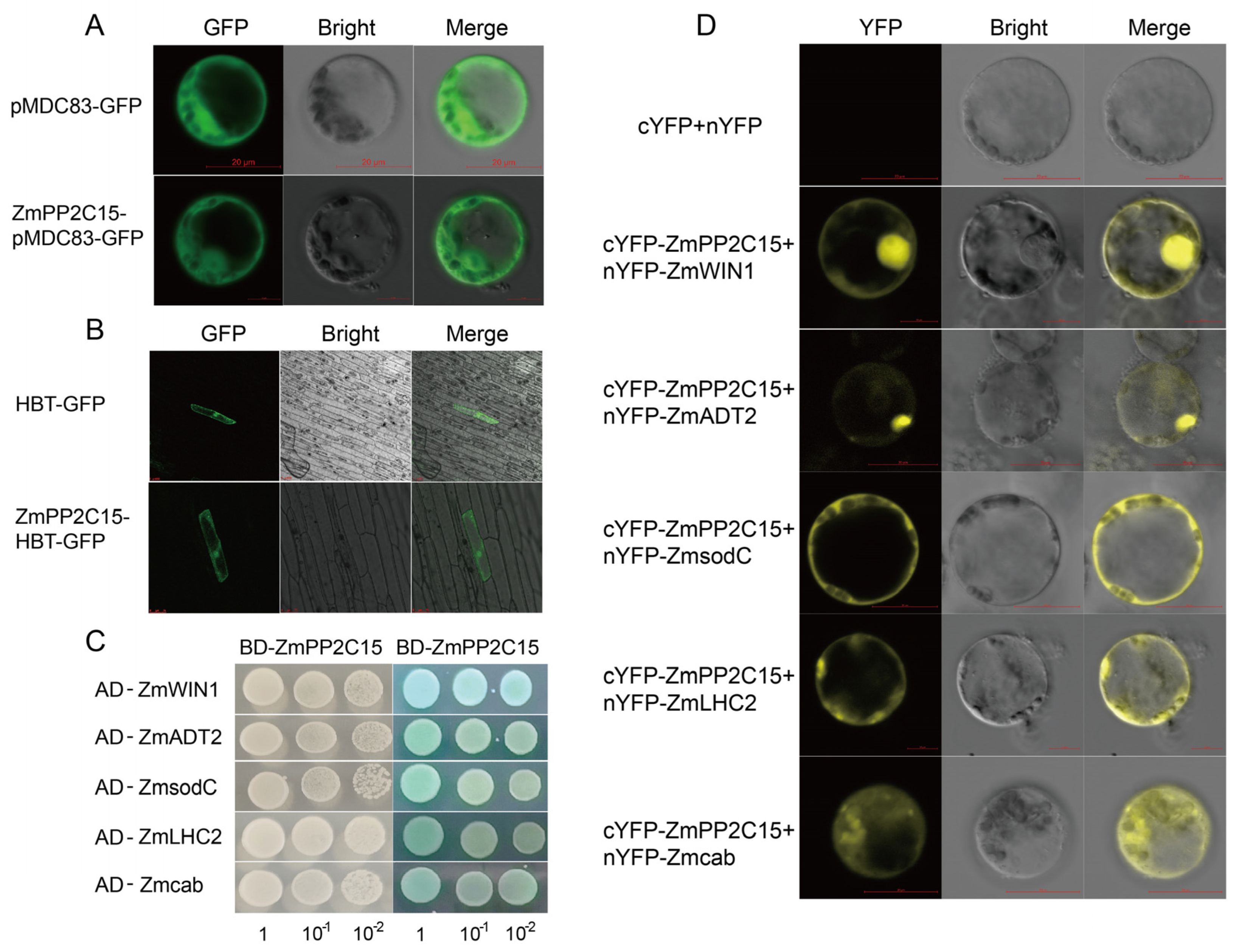 Plants 13 00340 g008