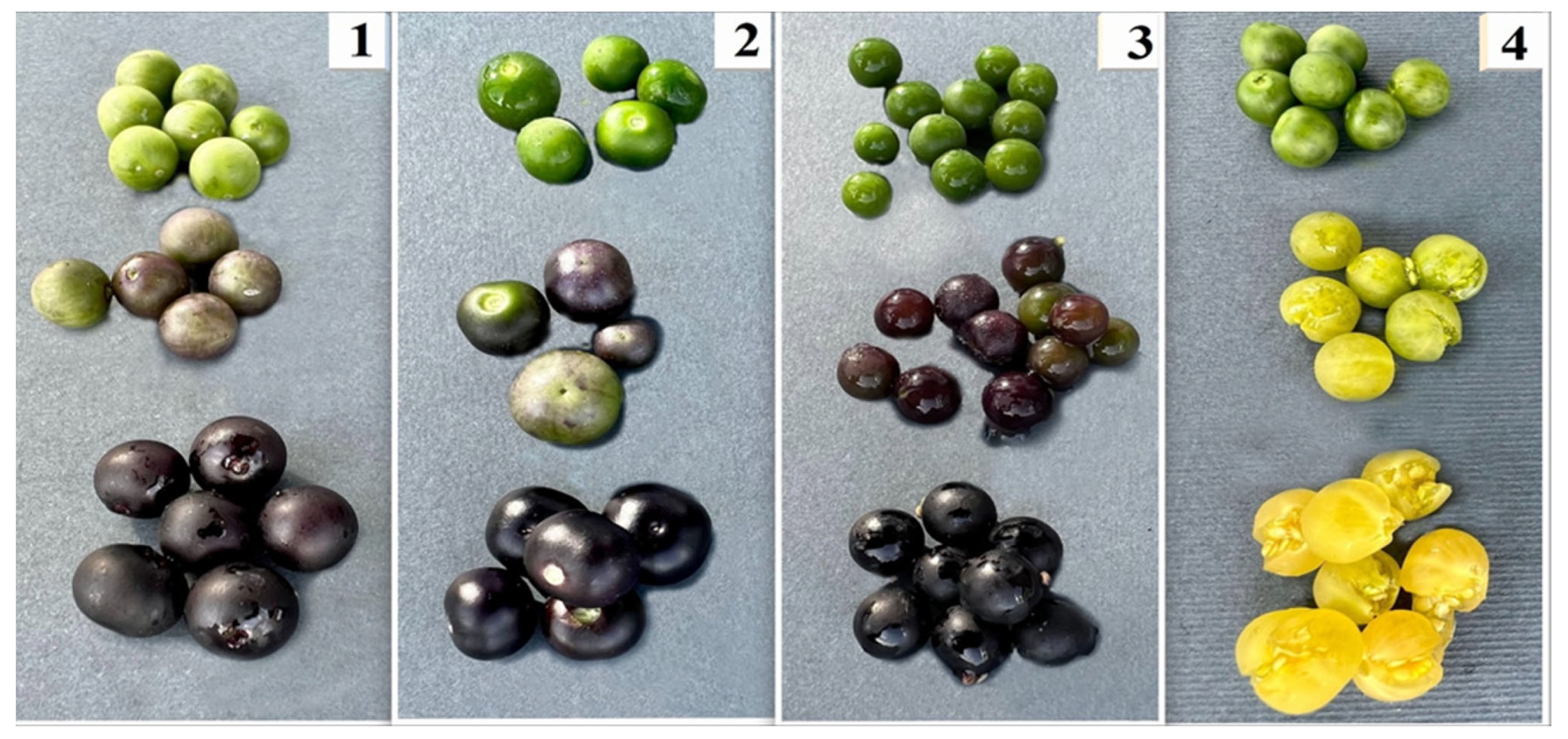 Plants 13 00343 g007