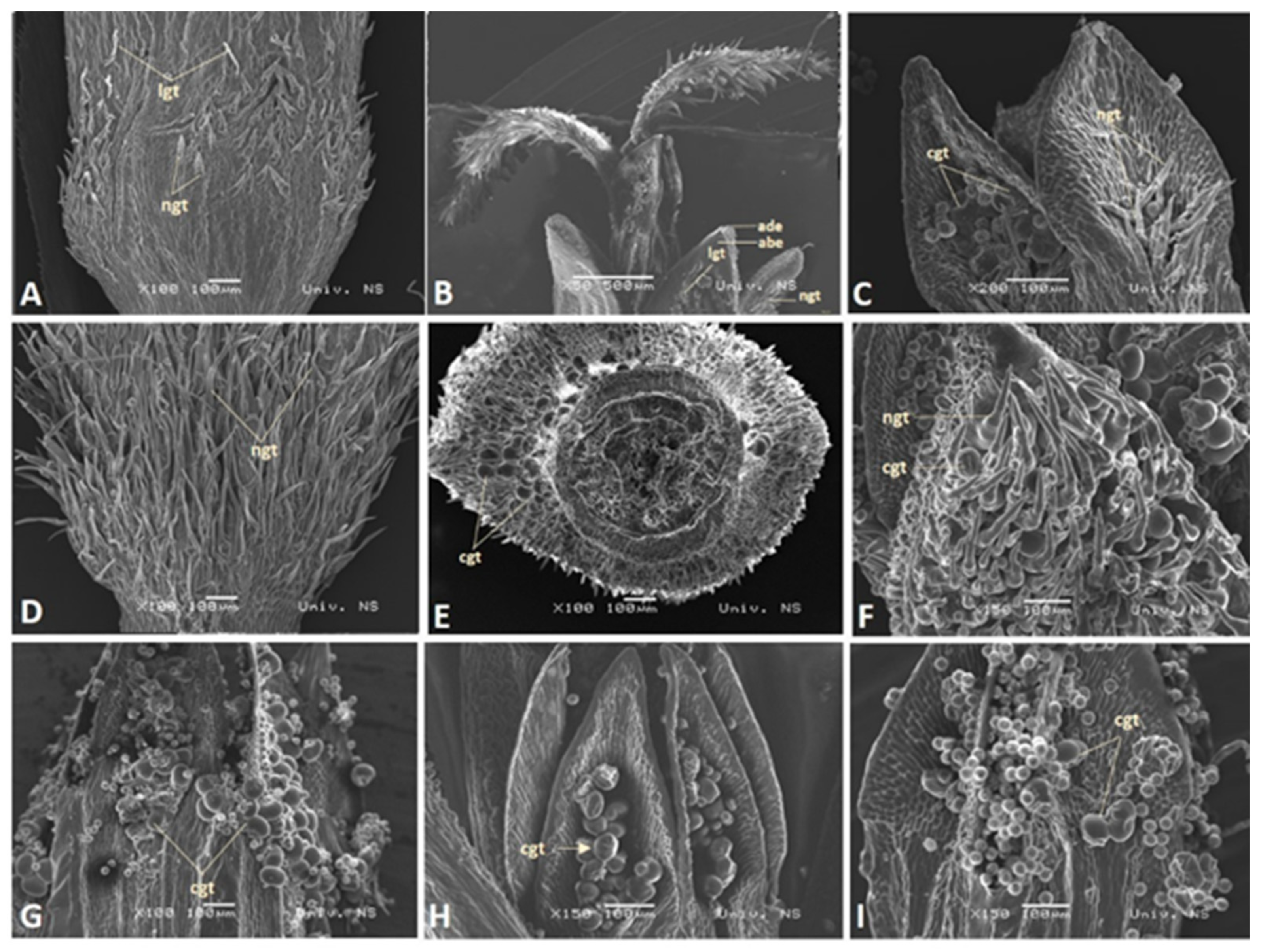 Plants 13 00345 g002