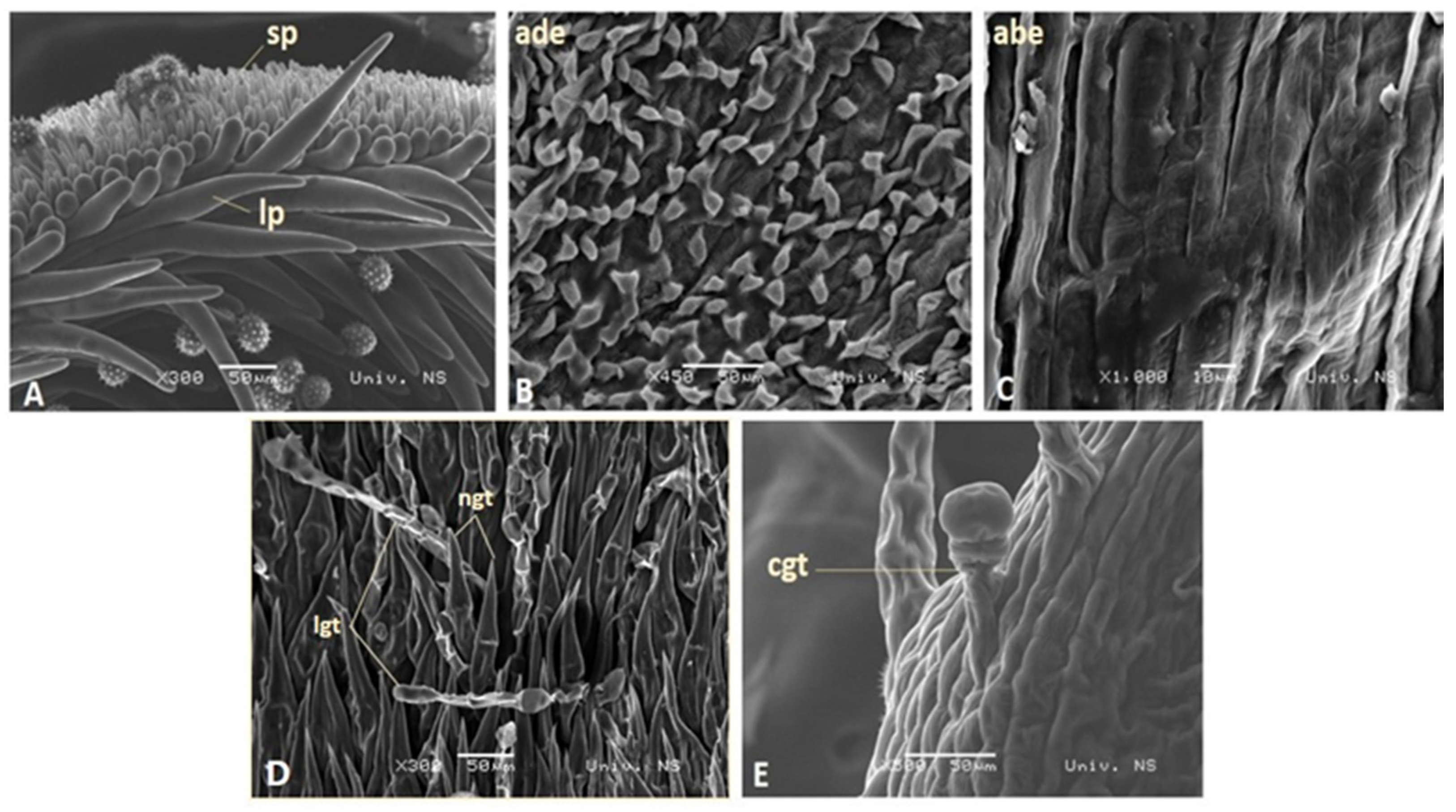 Plants 13 00345 g003