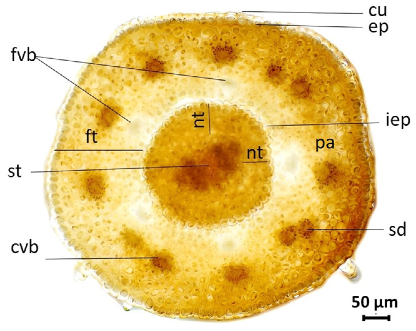Plants 13 00345 g005