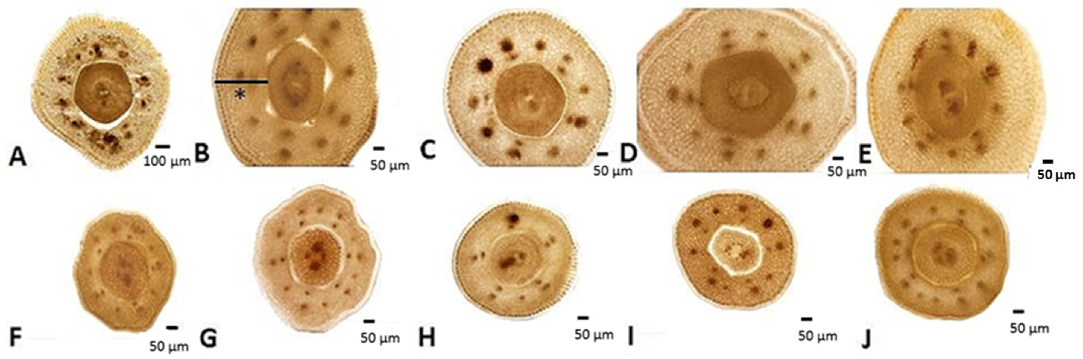 Plants 13 00345 g006