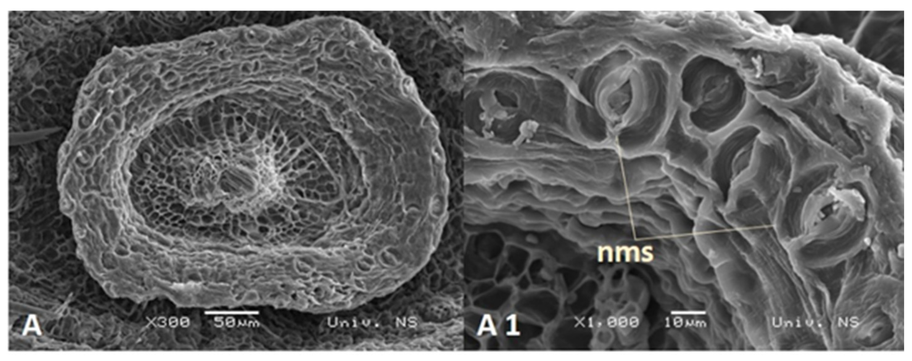 Plants 13 00345 g007