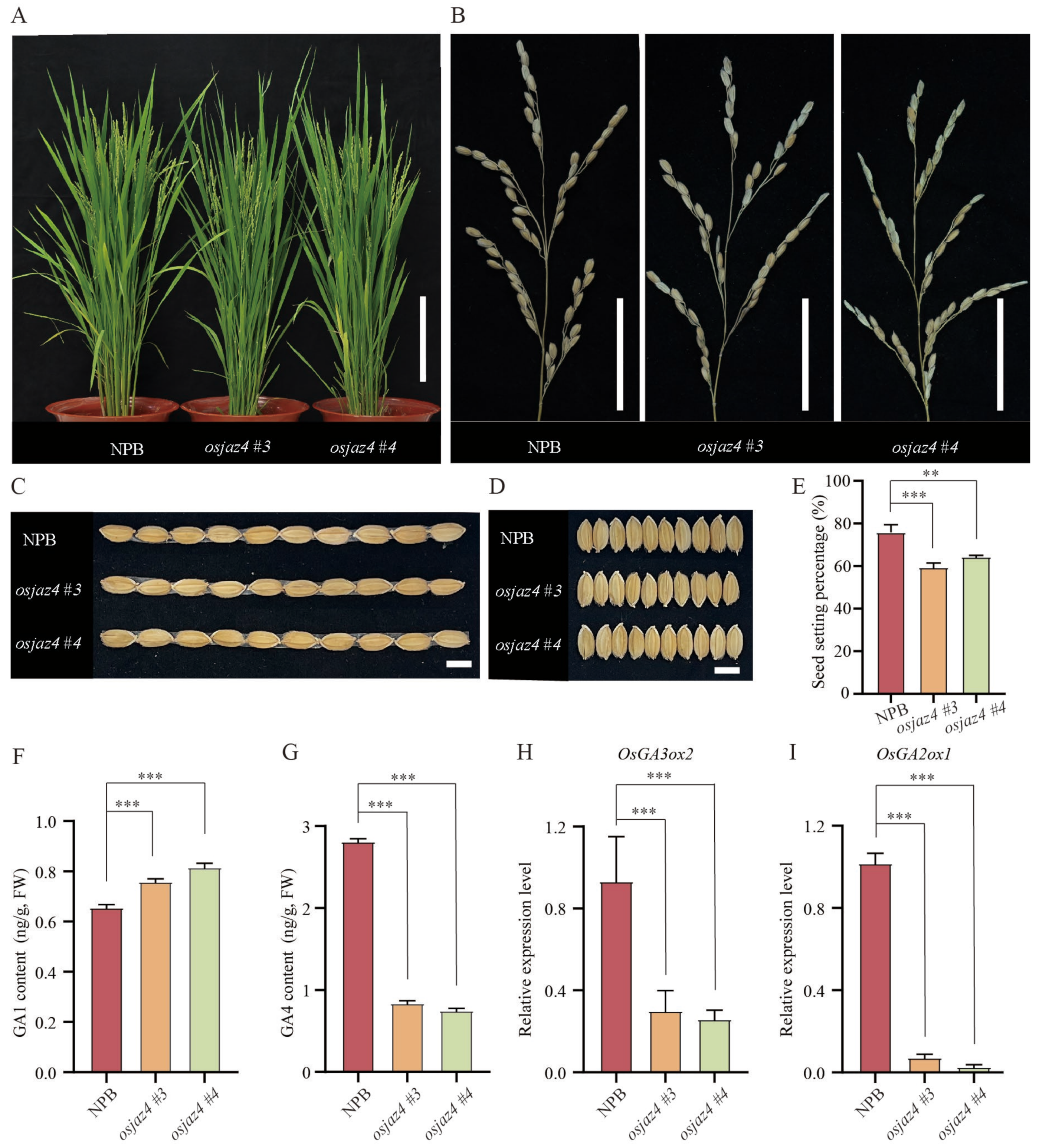 Plants 13 00348 g005
