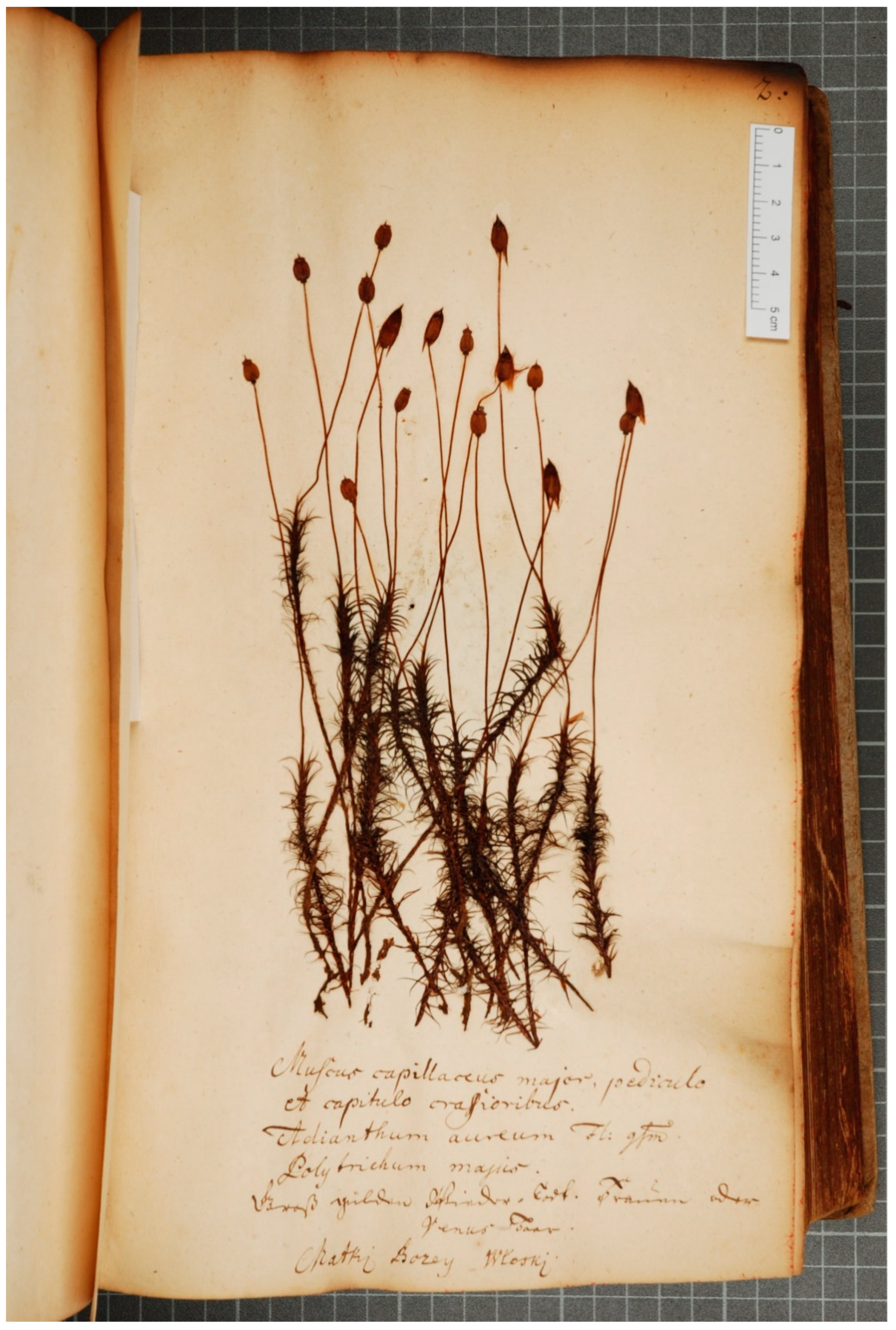 Plants 13 00349 g001