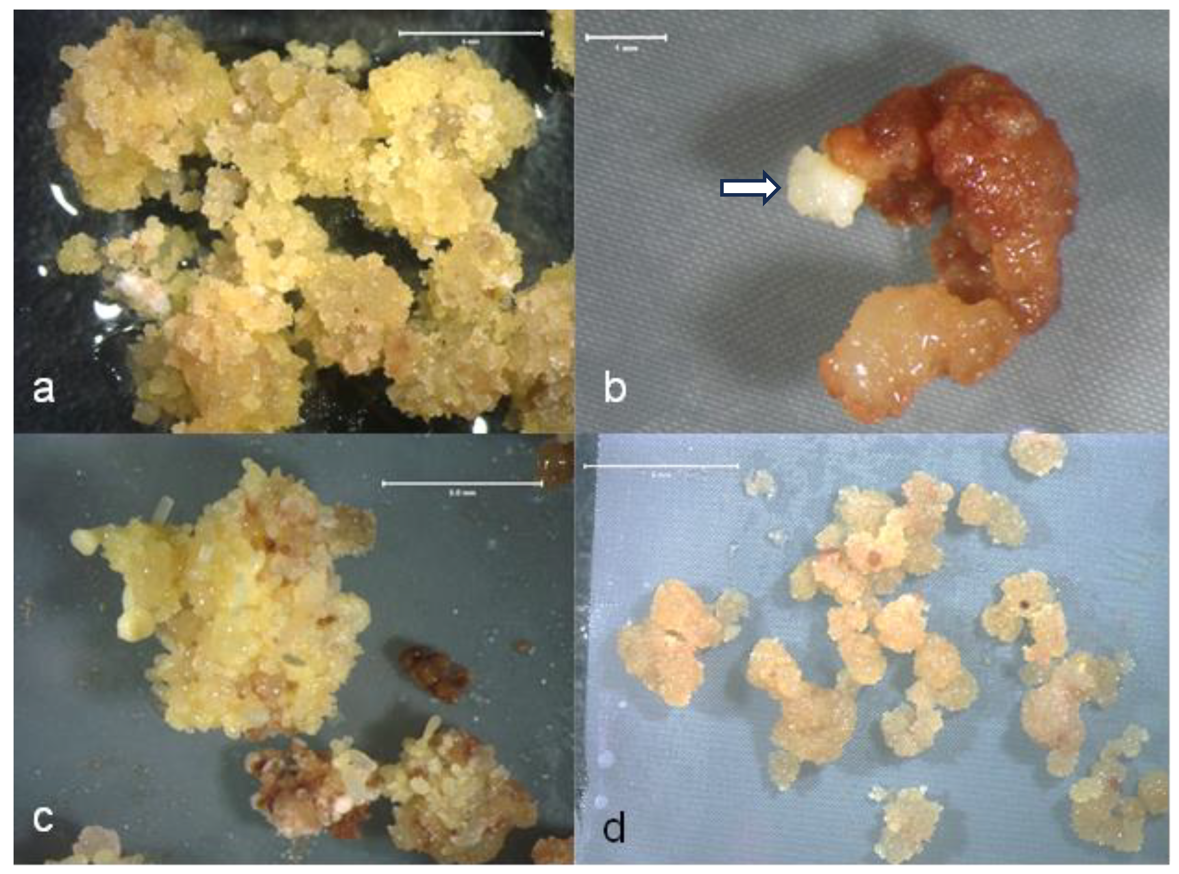 Plants 13 00352 g001