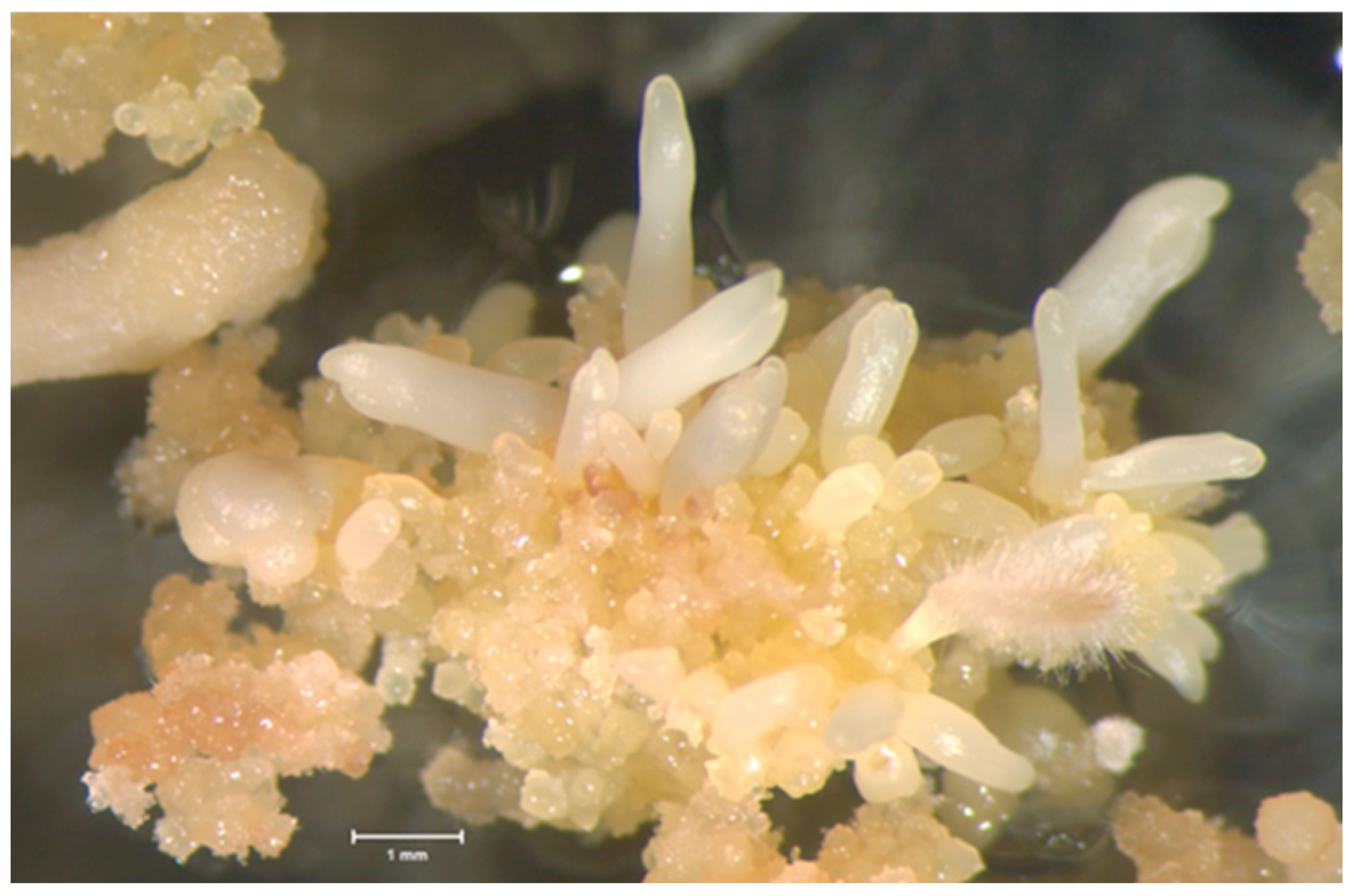 Plants 13 00352 g004