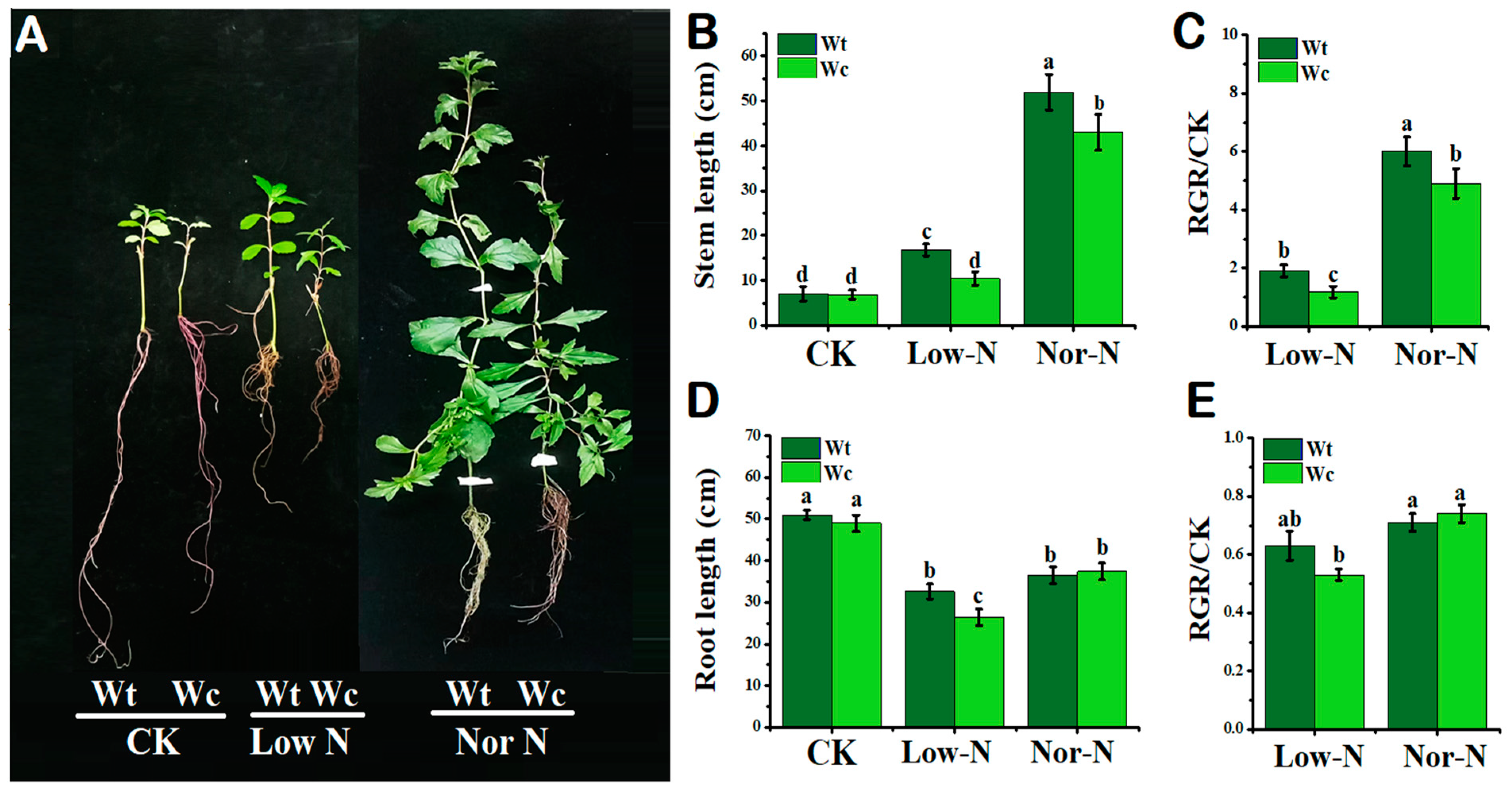 Plants 13 00355 g001