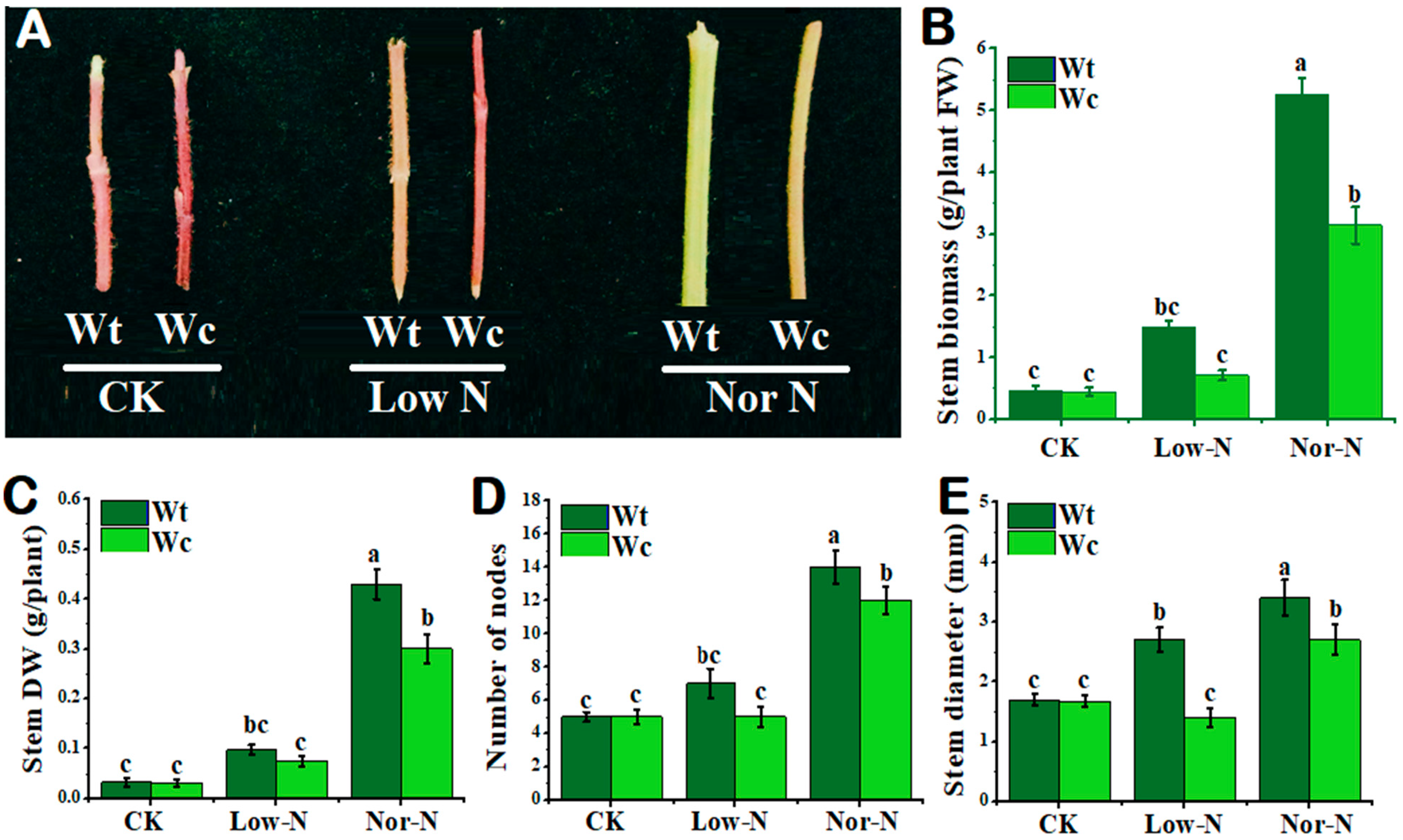 Plants 13 00355 g002