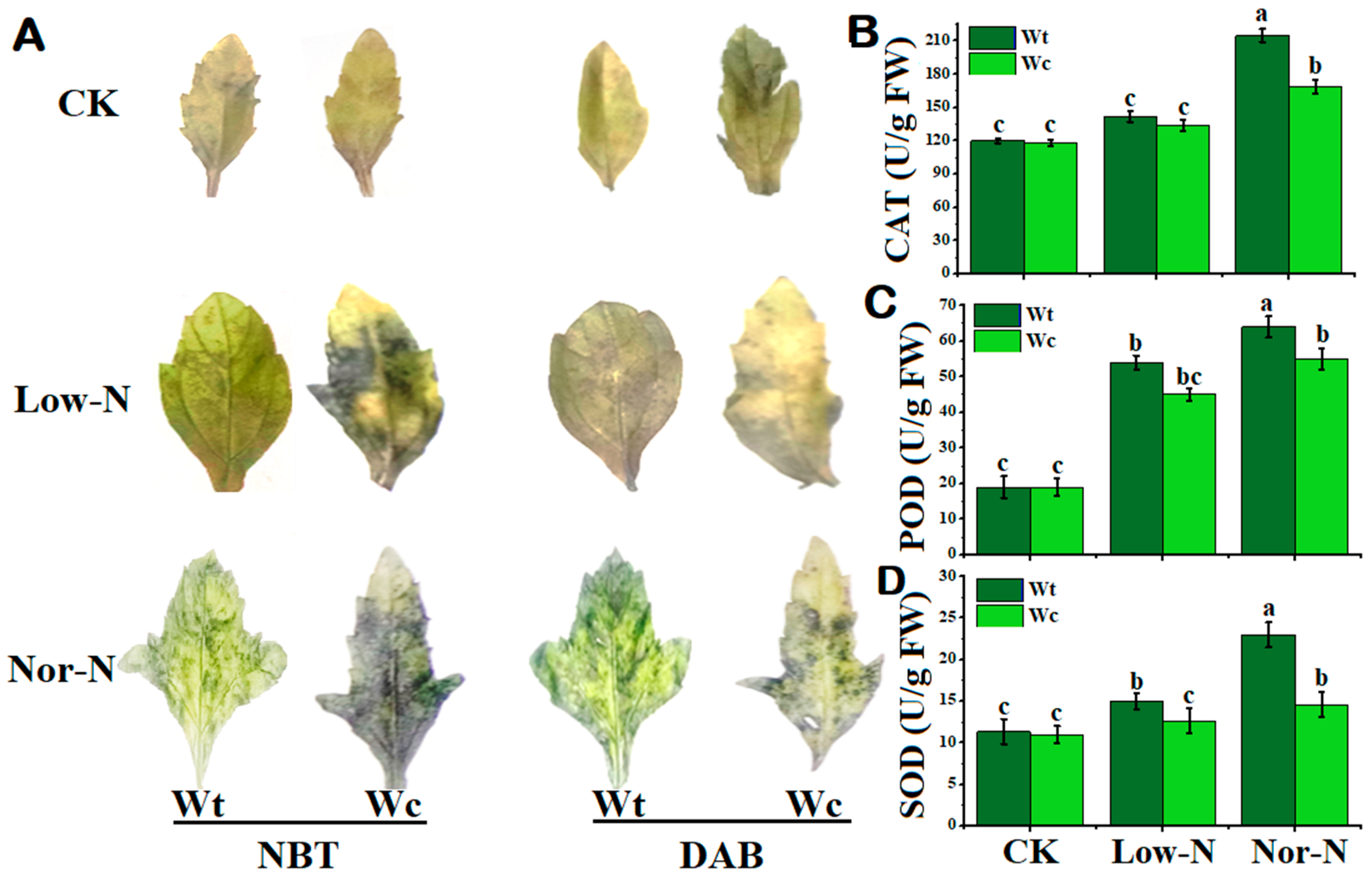 Plants 13 00355 g006