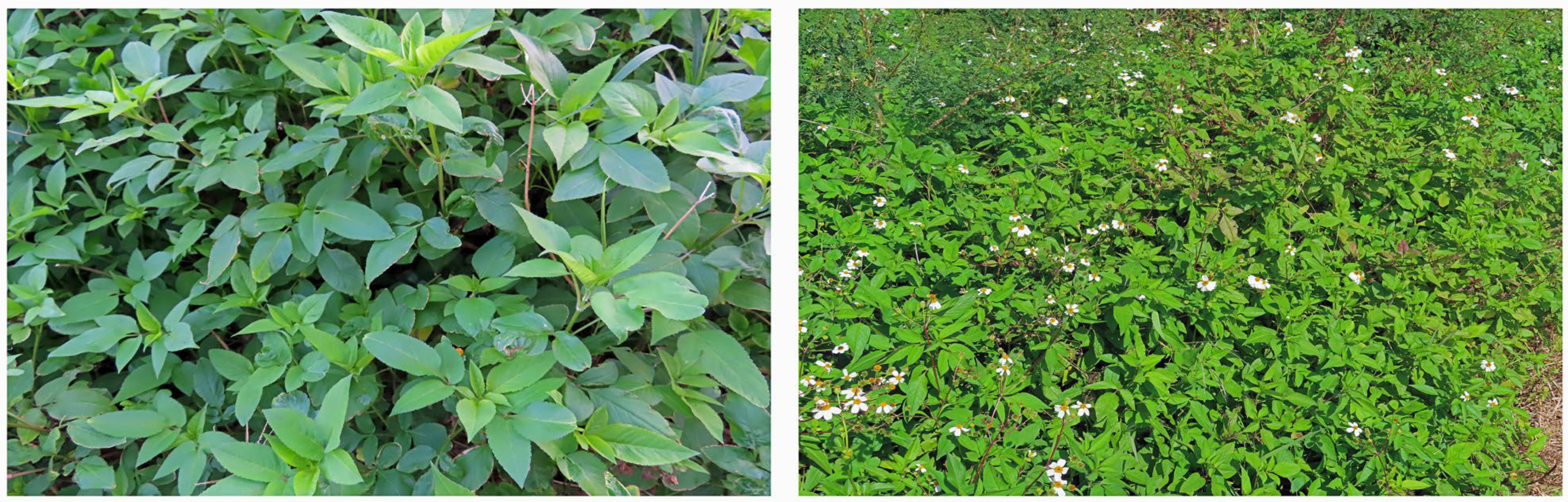 Plants 13 00356 g002