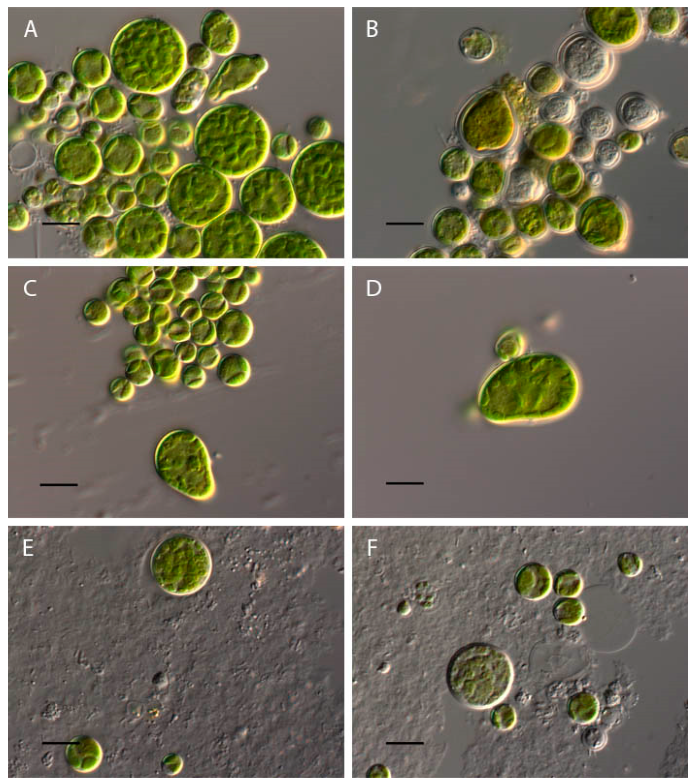 Plants 13 00357 g001