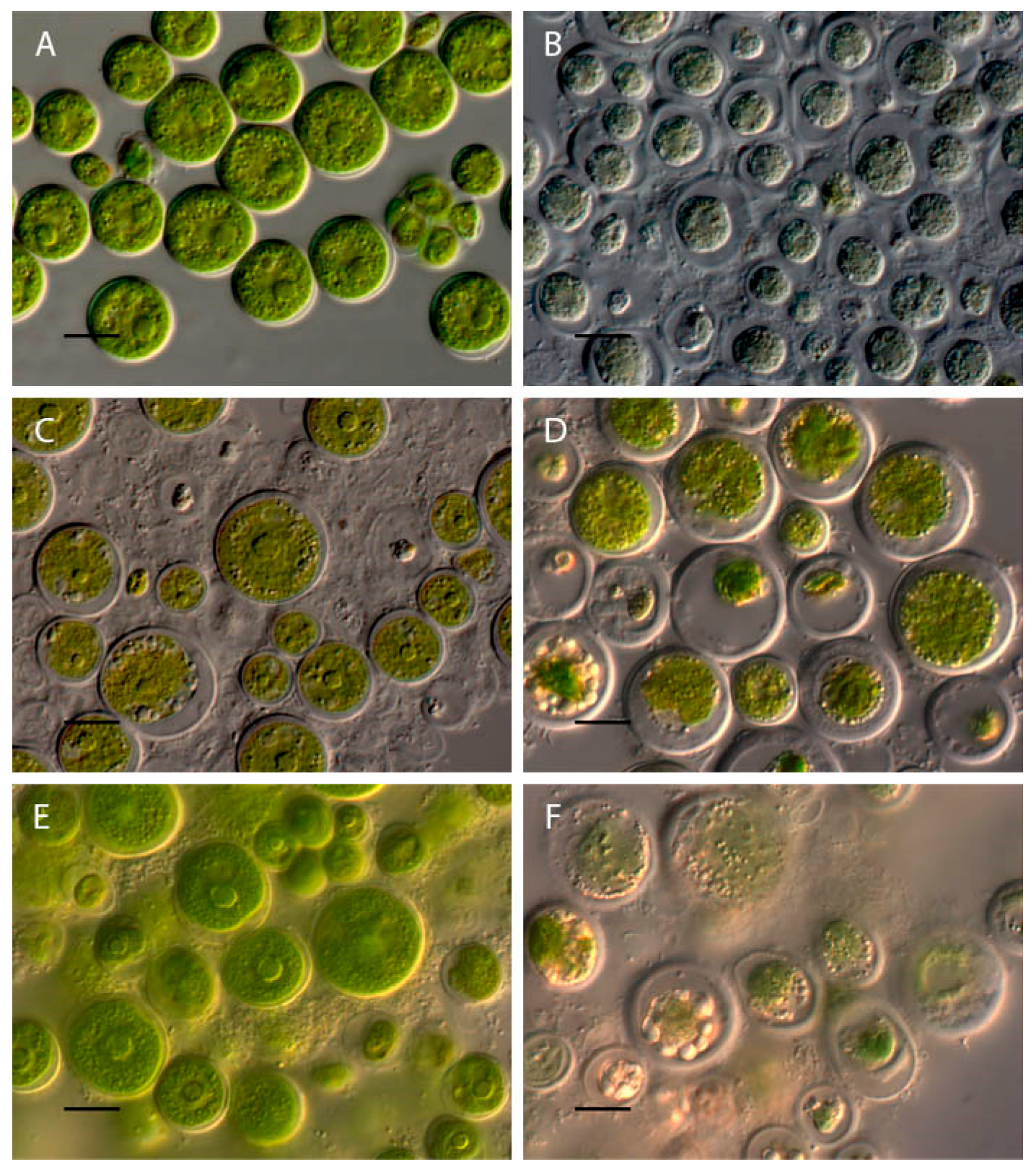 Plants 13 00357 g004