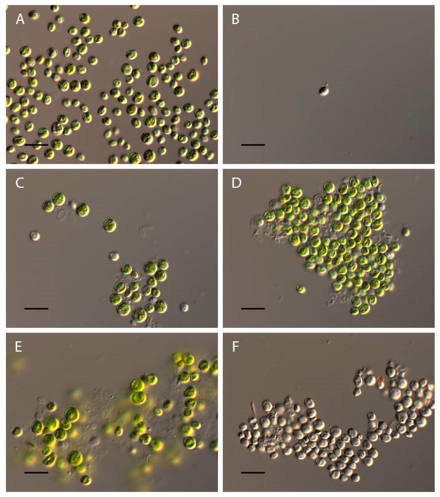 Plants 13 00357 g006