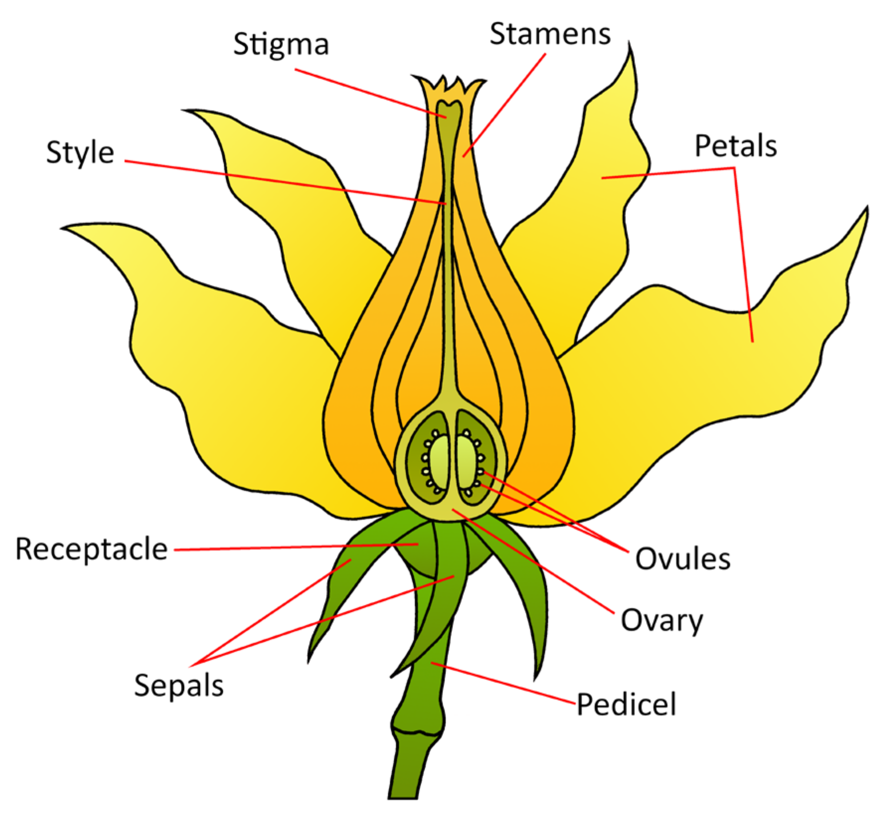 Plants 13 00359 g005