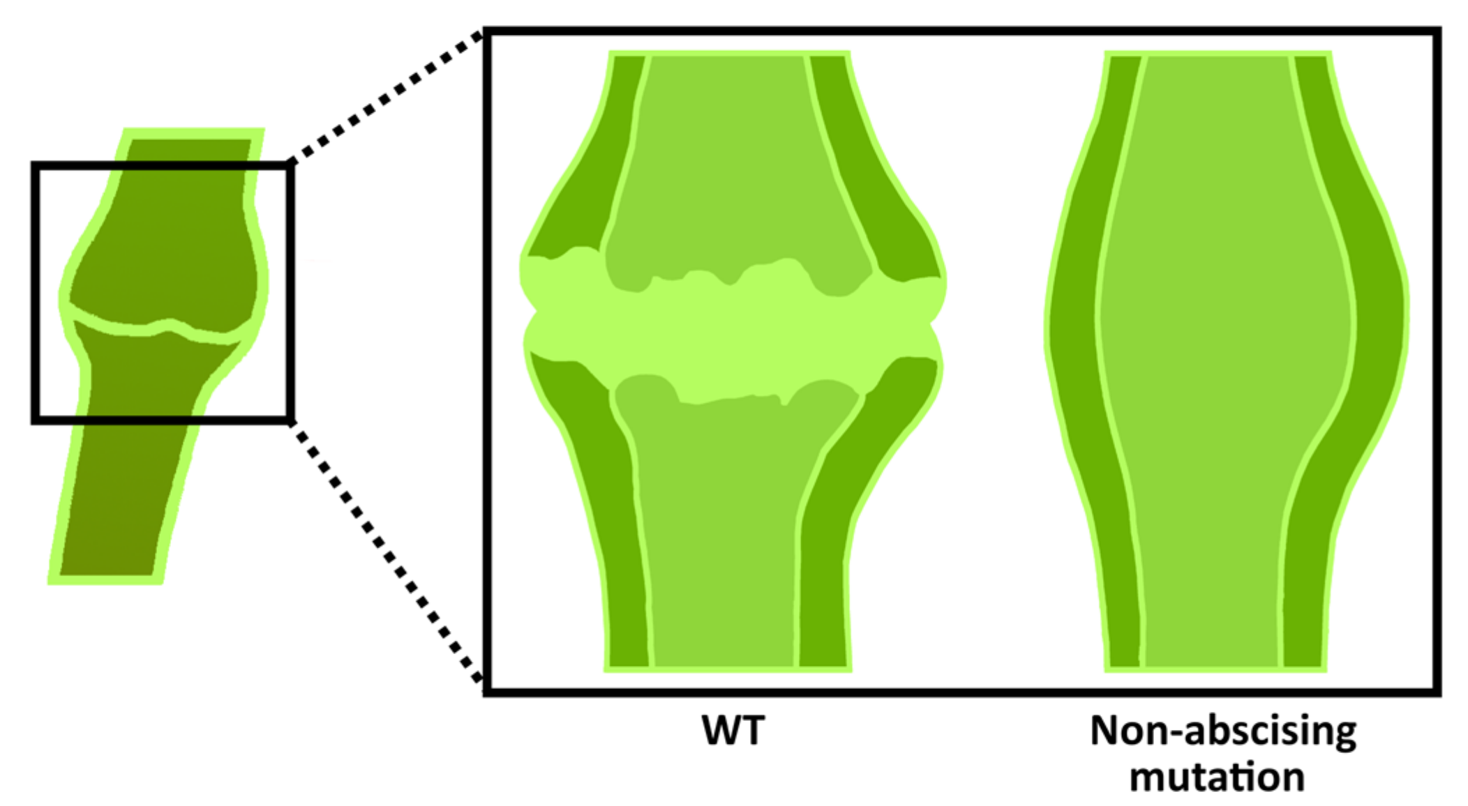 Plants 13 00359 g006