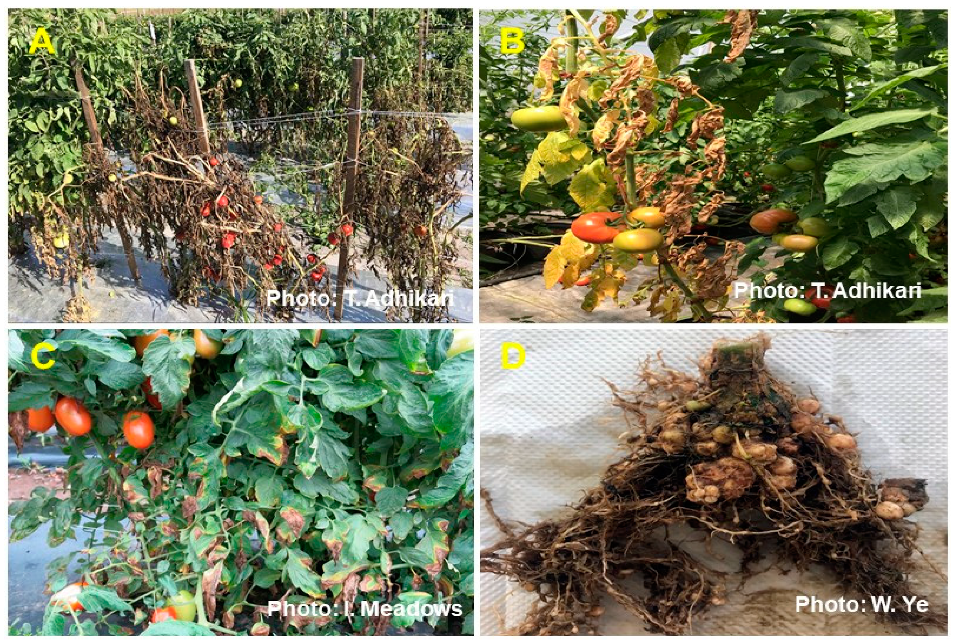 Plants 13 00364 g001 Plants 13 00364 g001