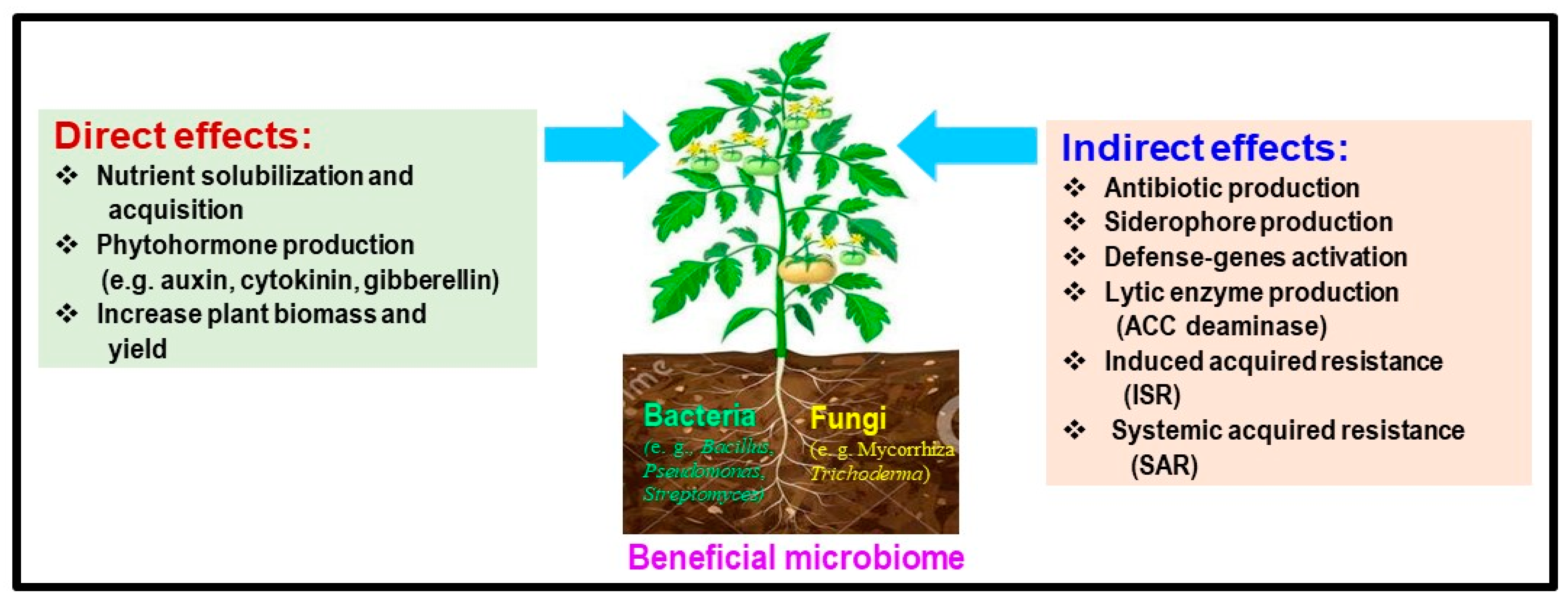 Plants 13 00364 g002 Plants 13 00364 g002