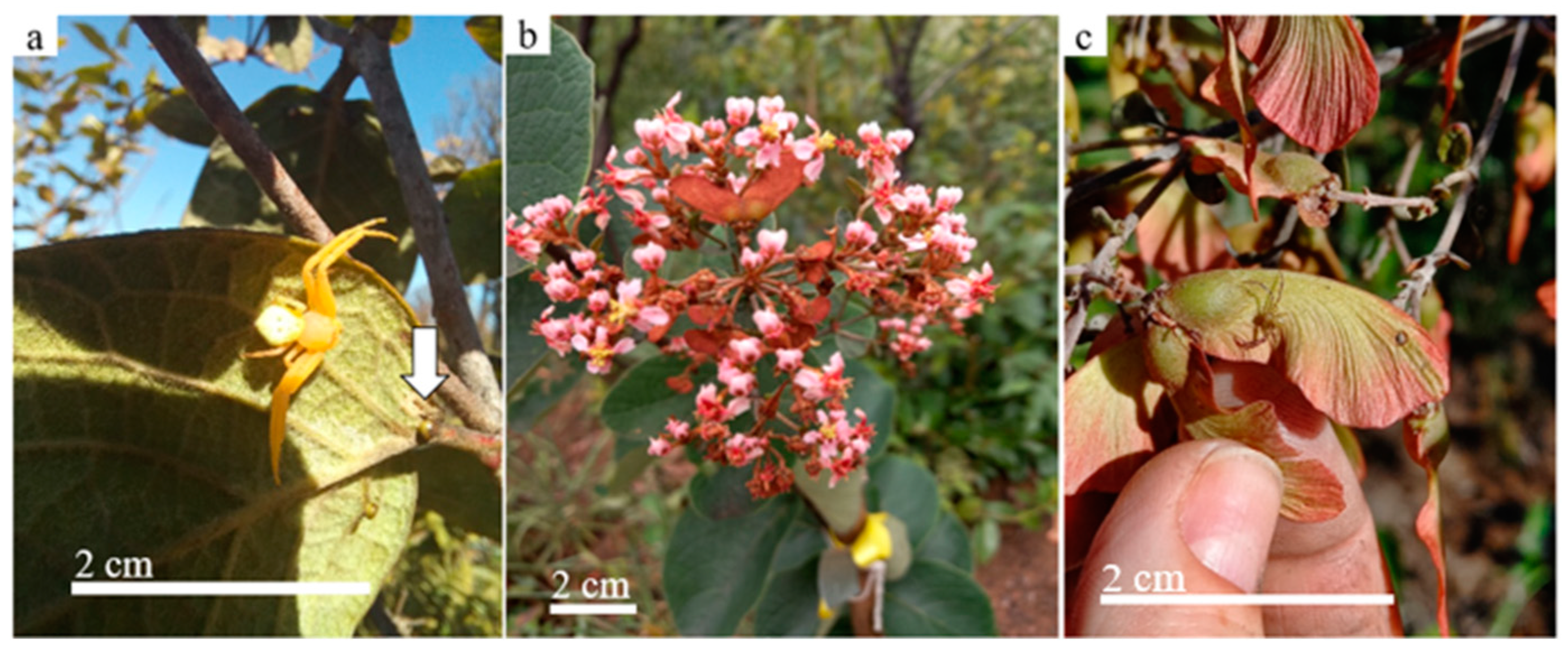 Plants 13 00368 g004 Plants 13 00368 g004