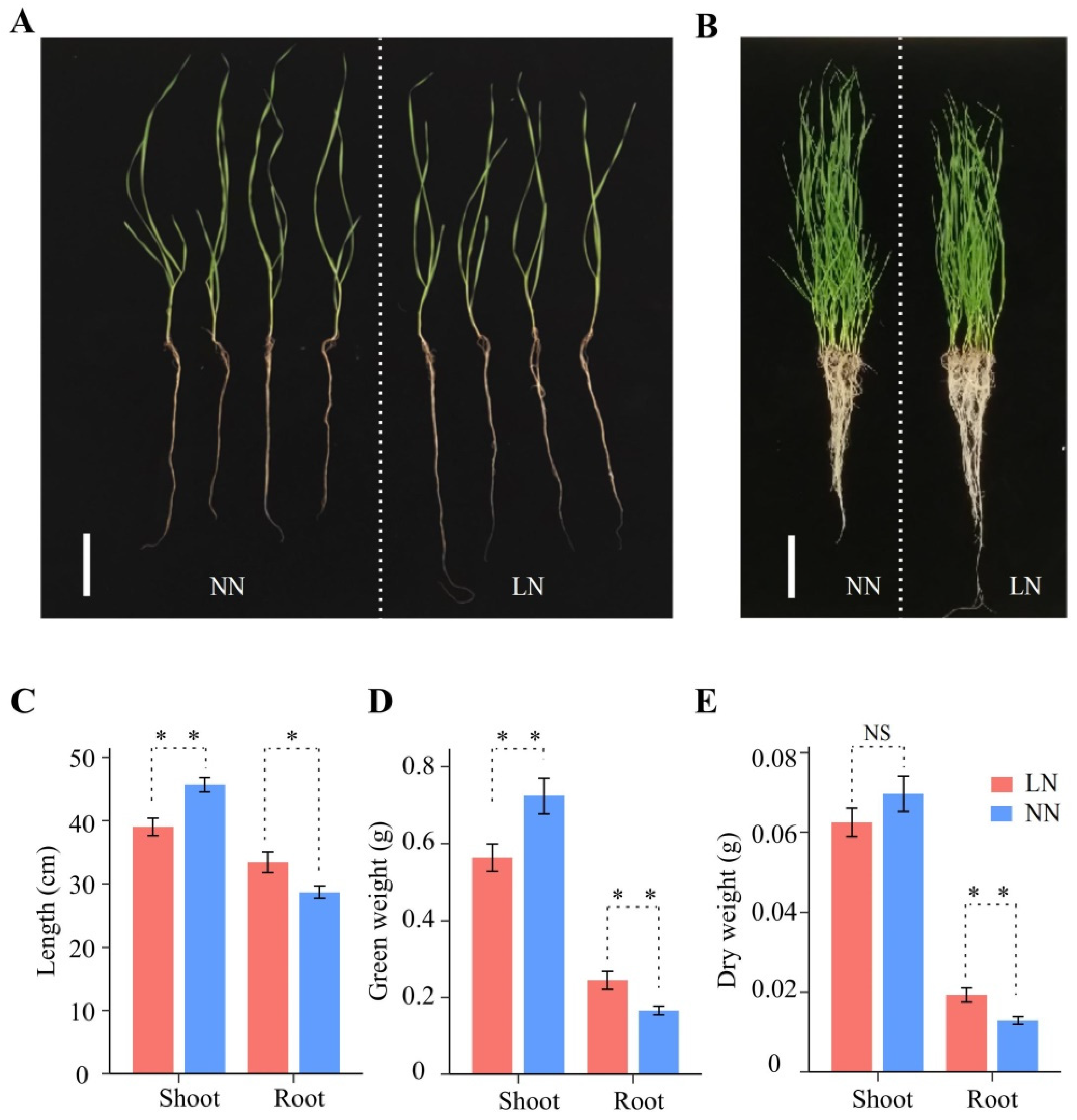 Plants 13 00371 g001