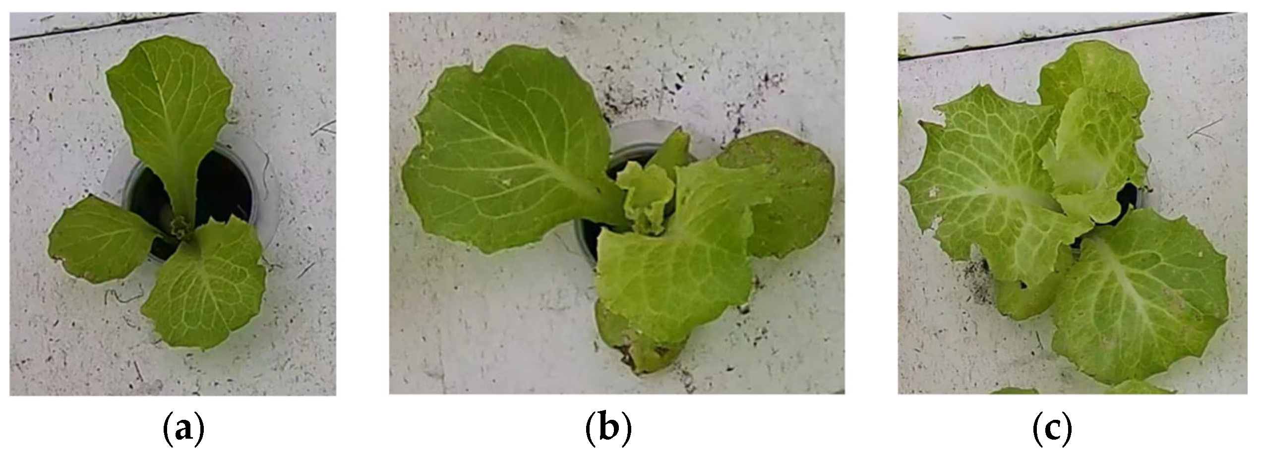 Plants 13 00372 g004