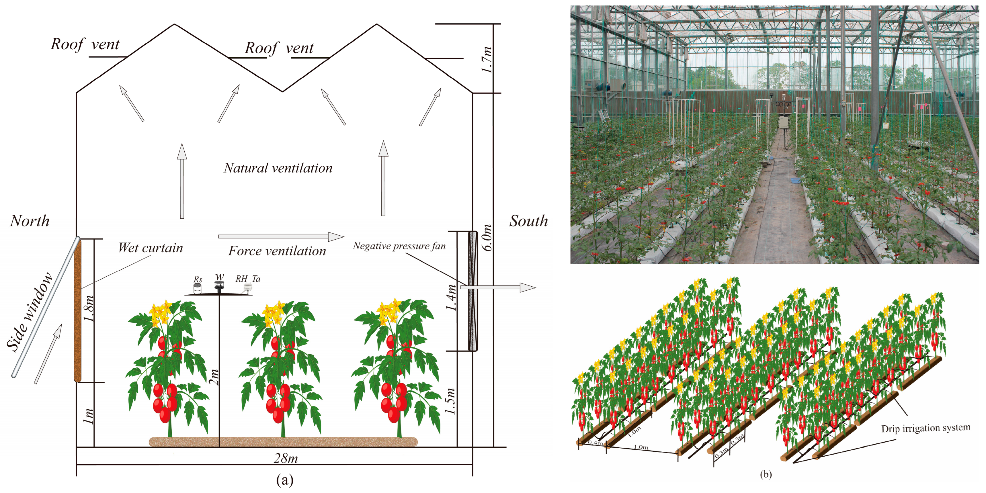 Plants 13 00374 g001
