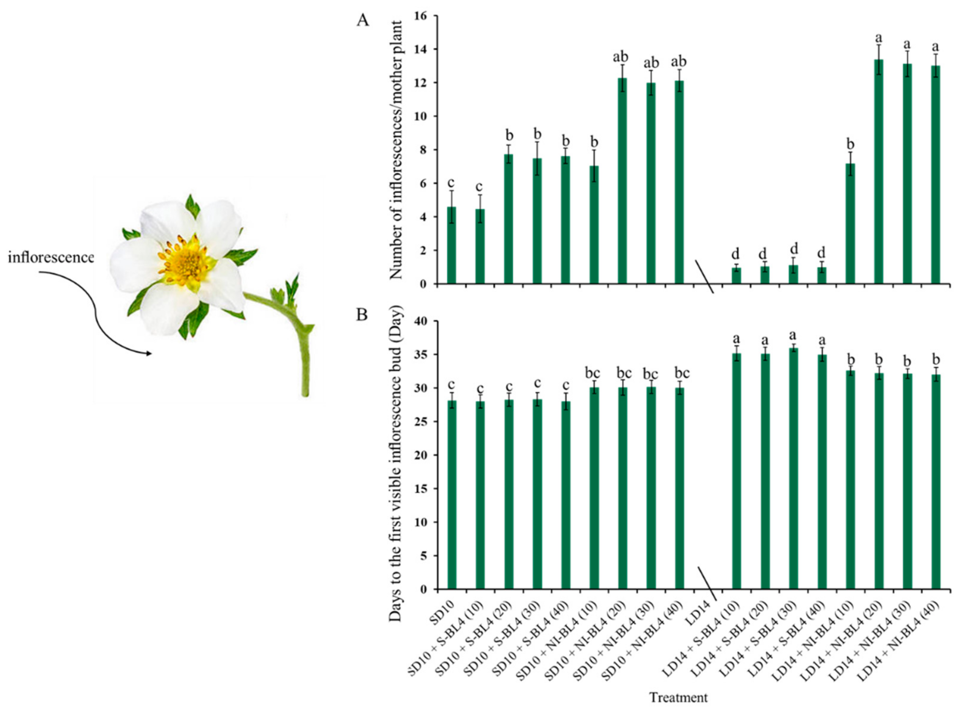 Plants 13 00375 g003