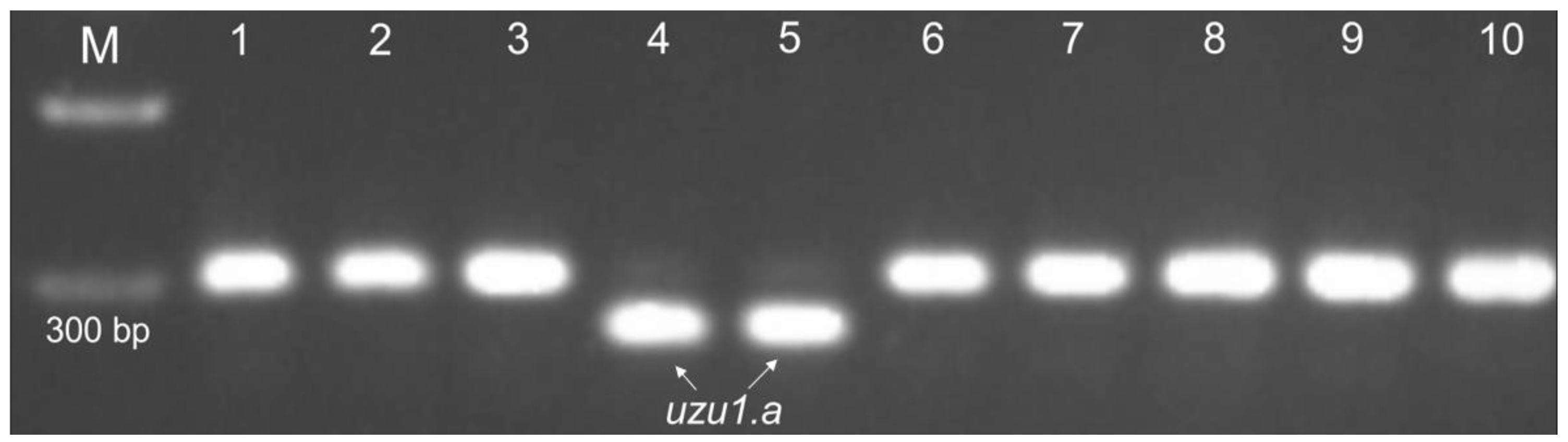 Plants 13 00376 g005