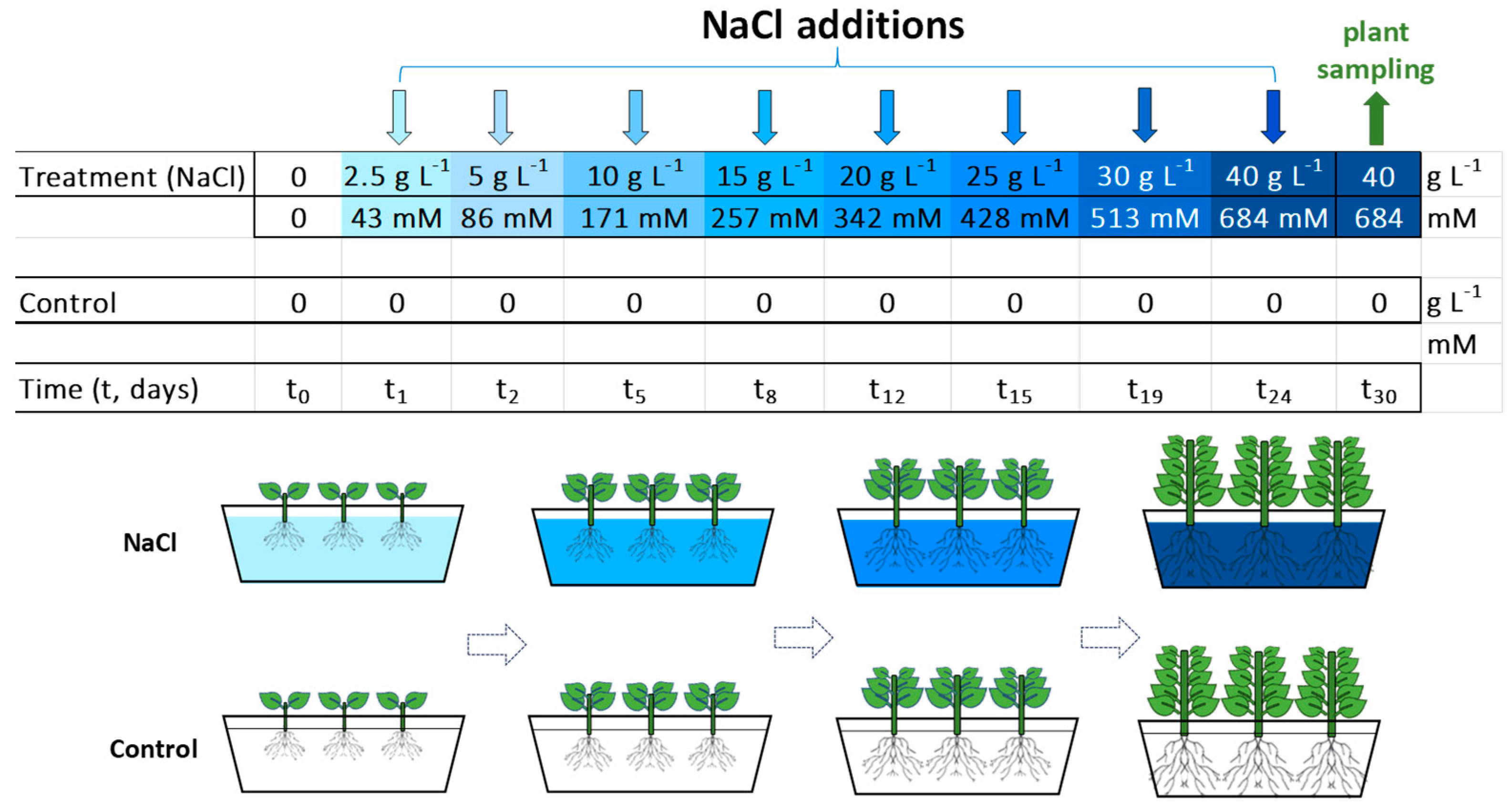 Plants 13 00378 g001