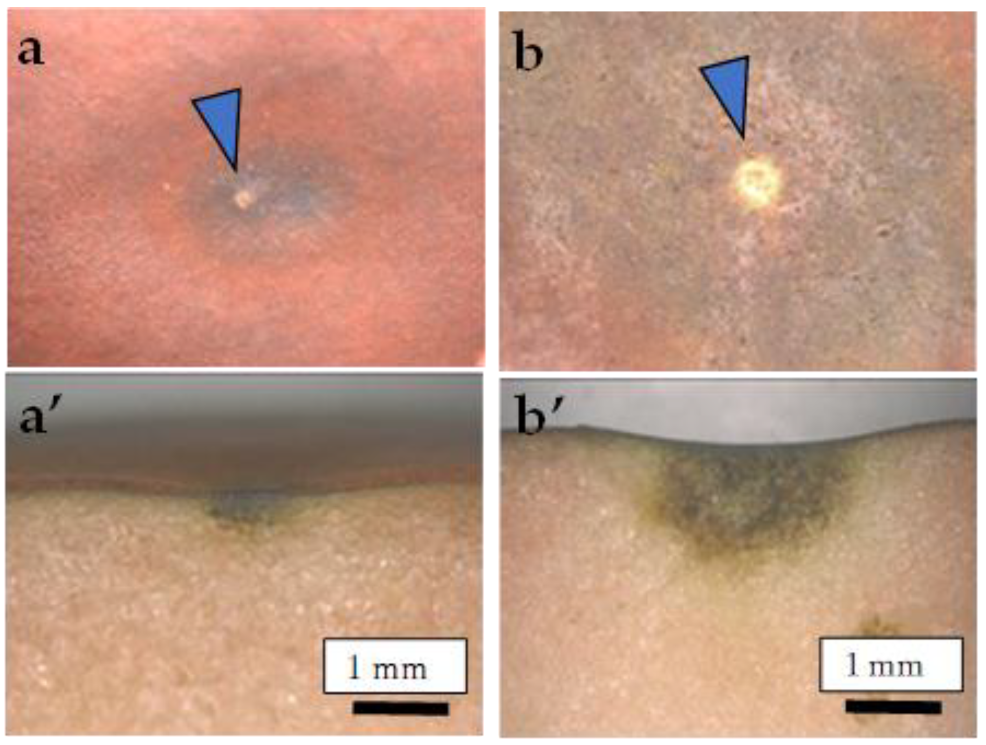 Plants 13 00381 g001