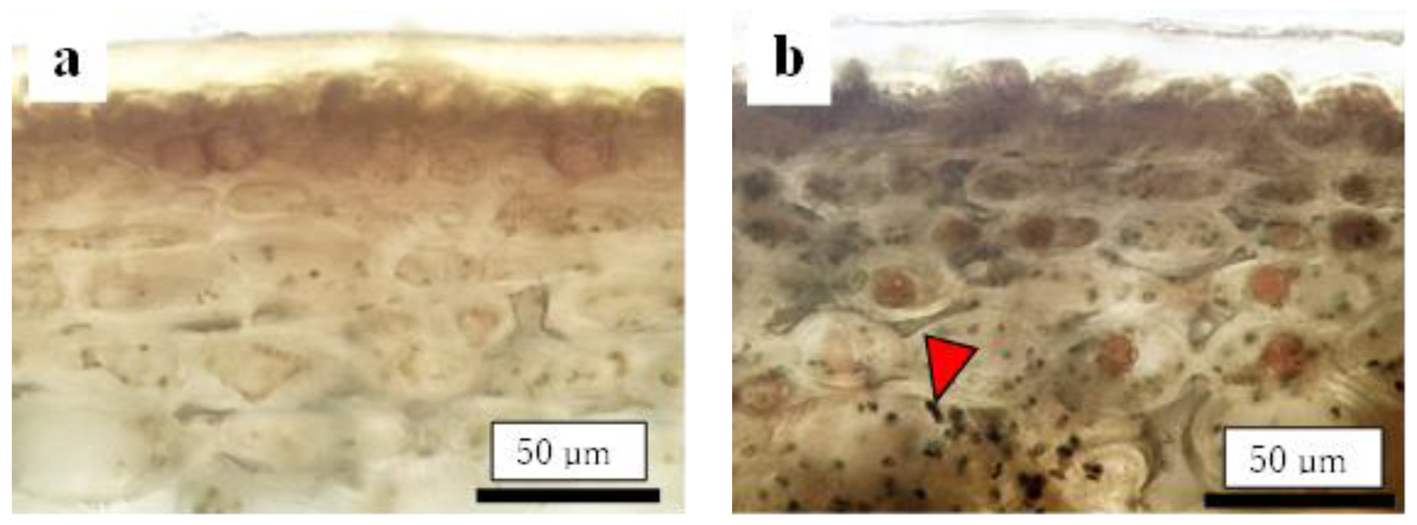 Plants 13 00381 g004