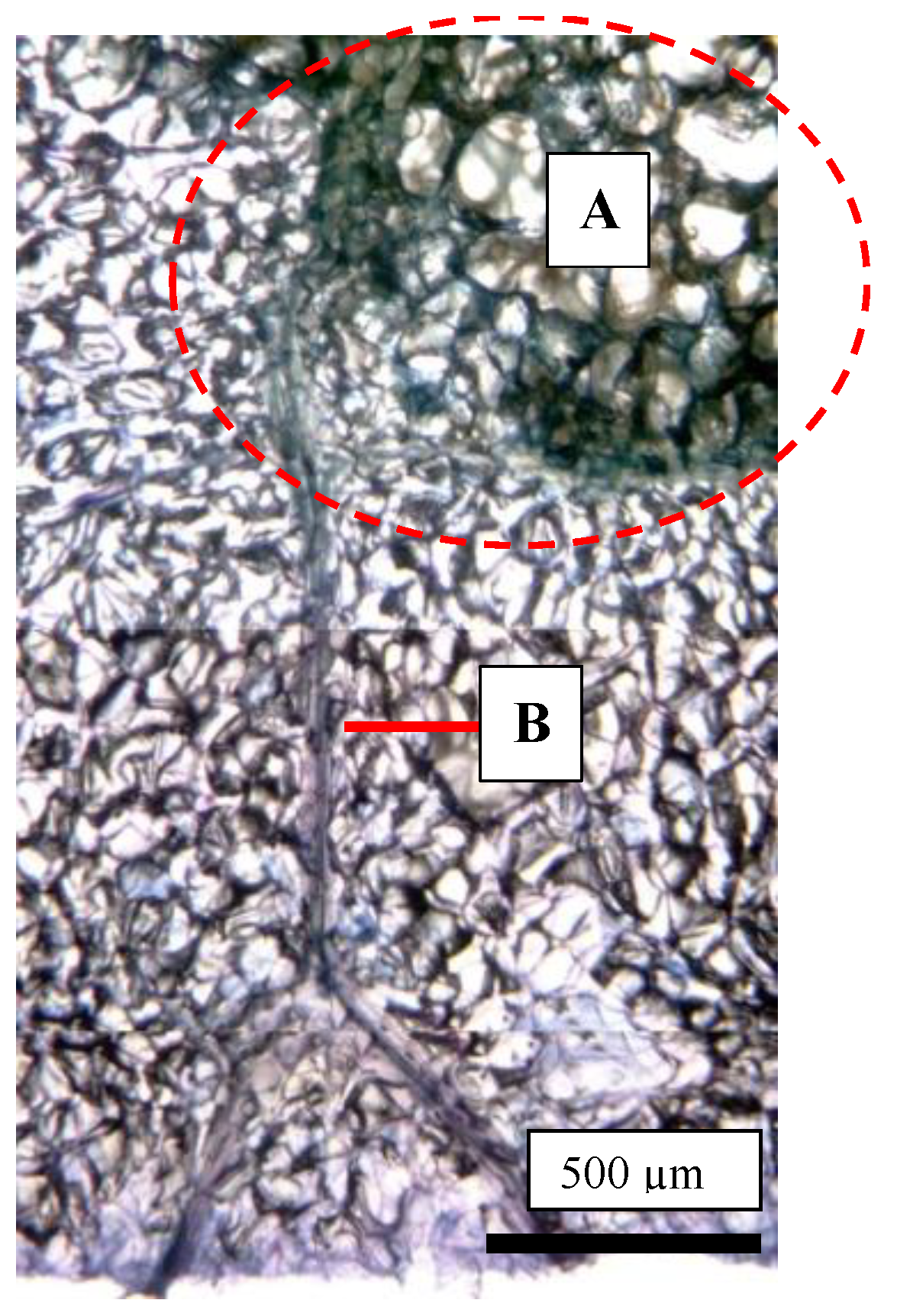 Plants 13 00381 g006