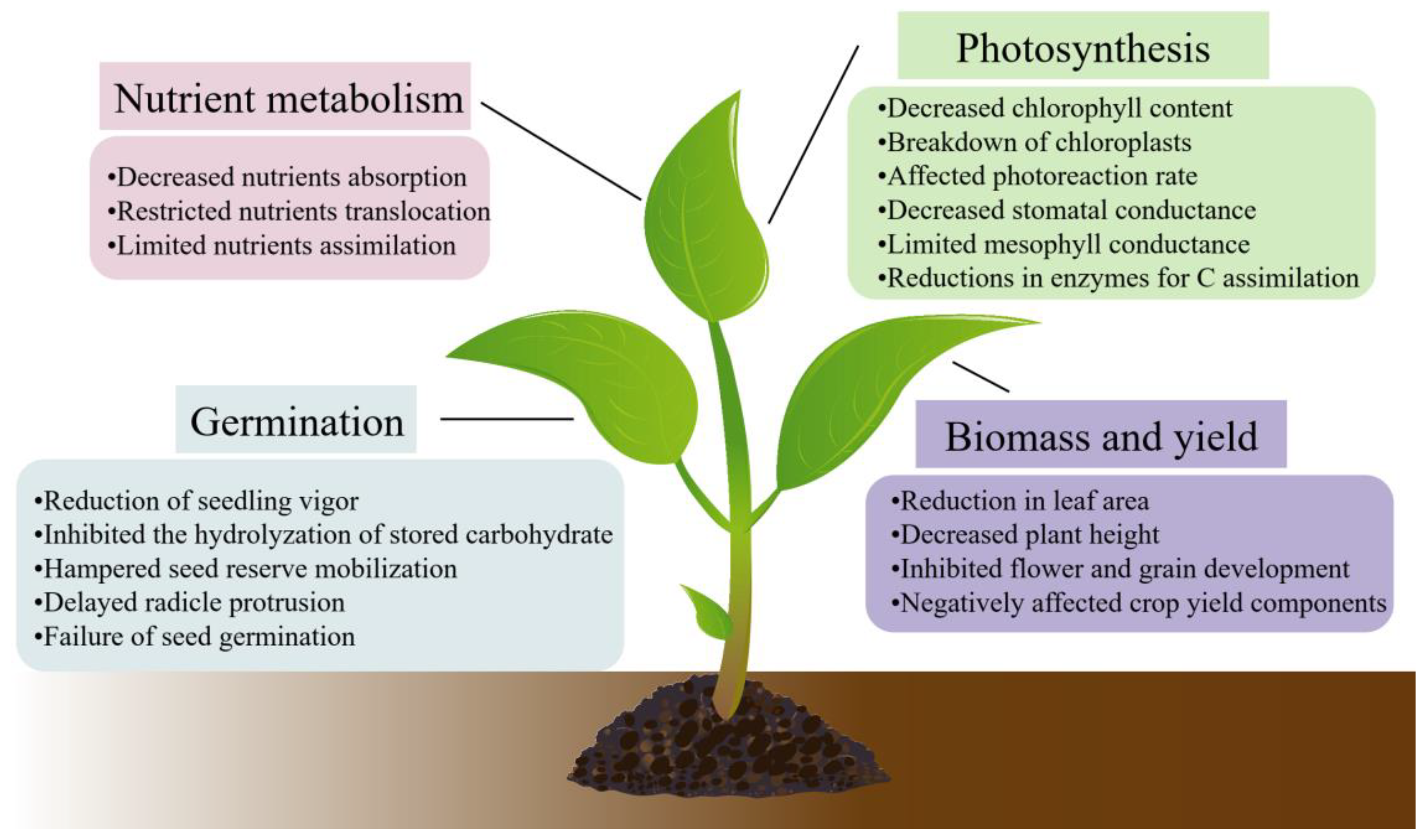 Plants 13 00384 g001