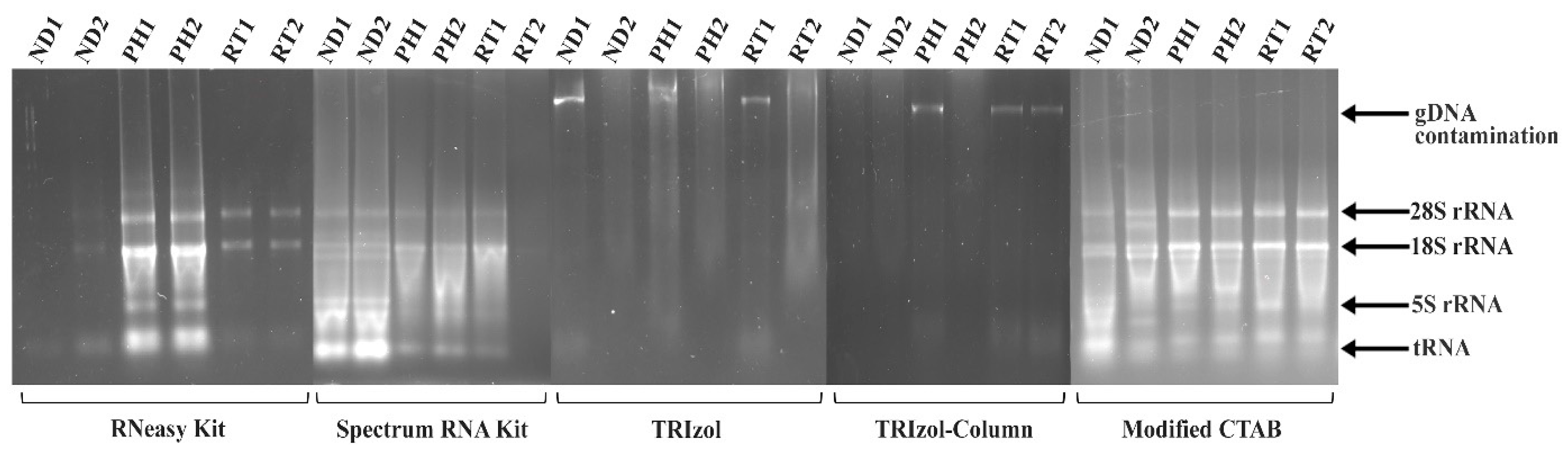 Plants 13 00389 g001