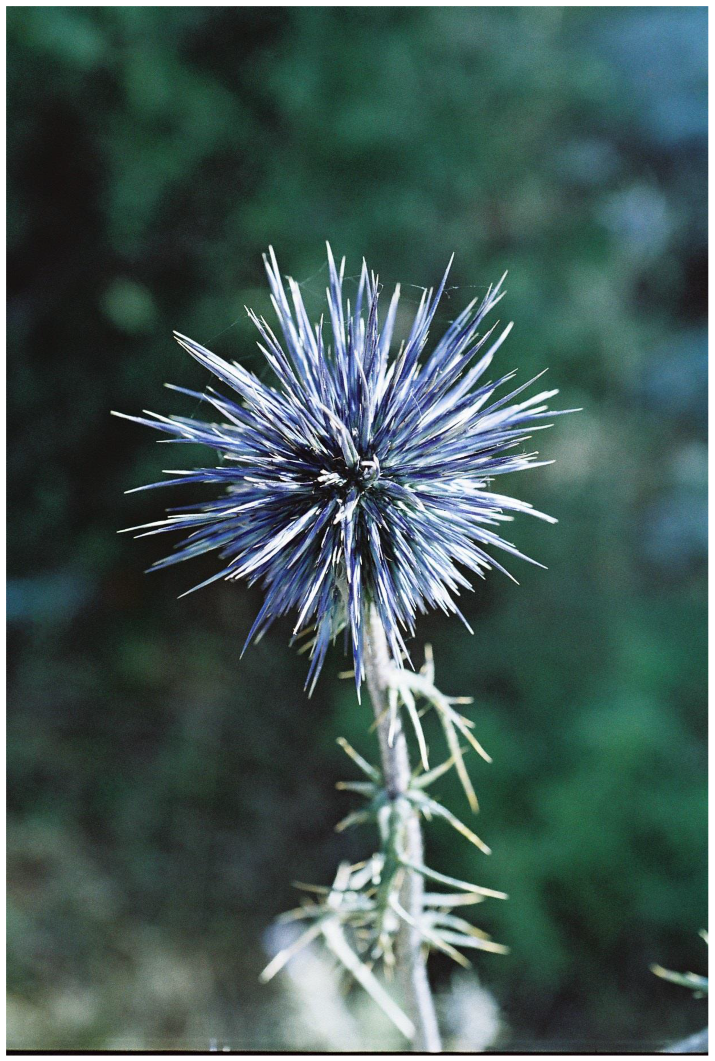 Plants 13 00391 g003