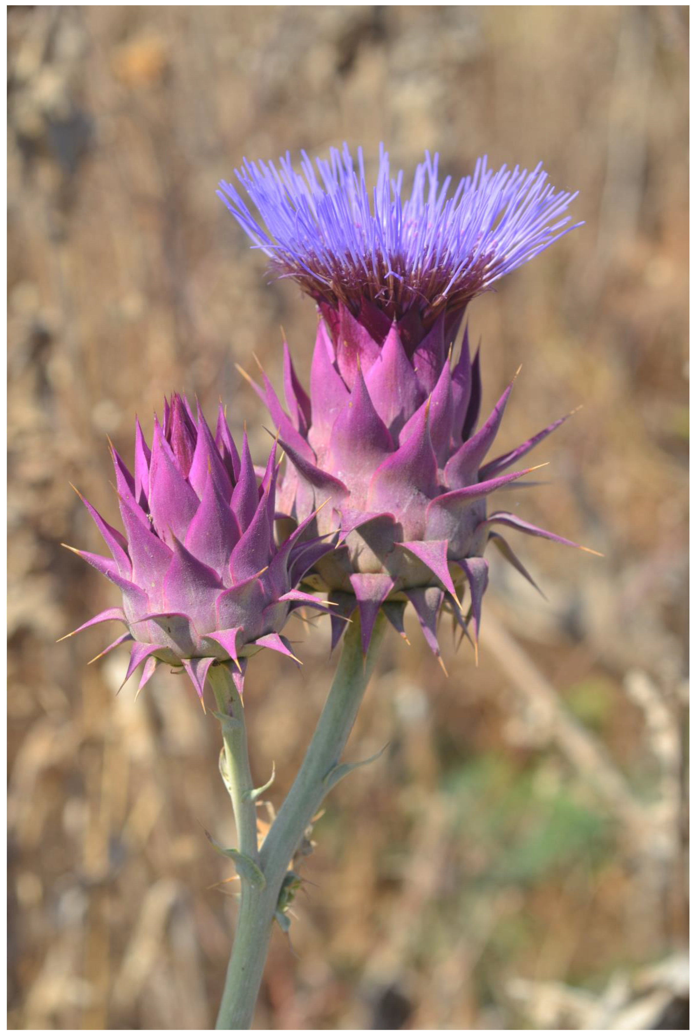 Plants 13 00391 g004