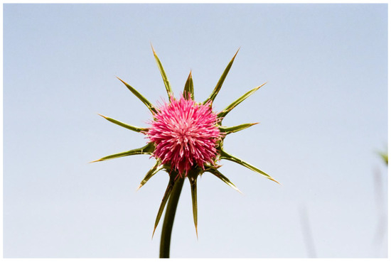 Plants 13 00391 g005