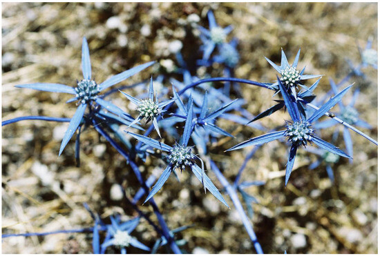 Plants 13 00391 g006