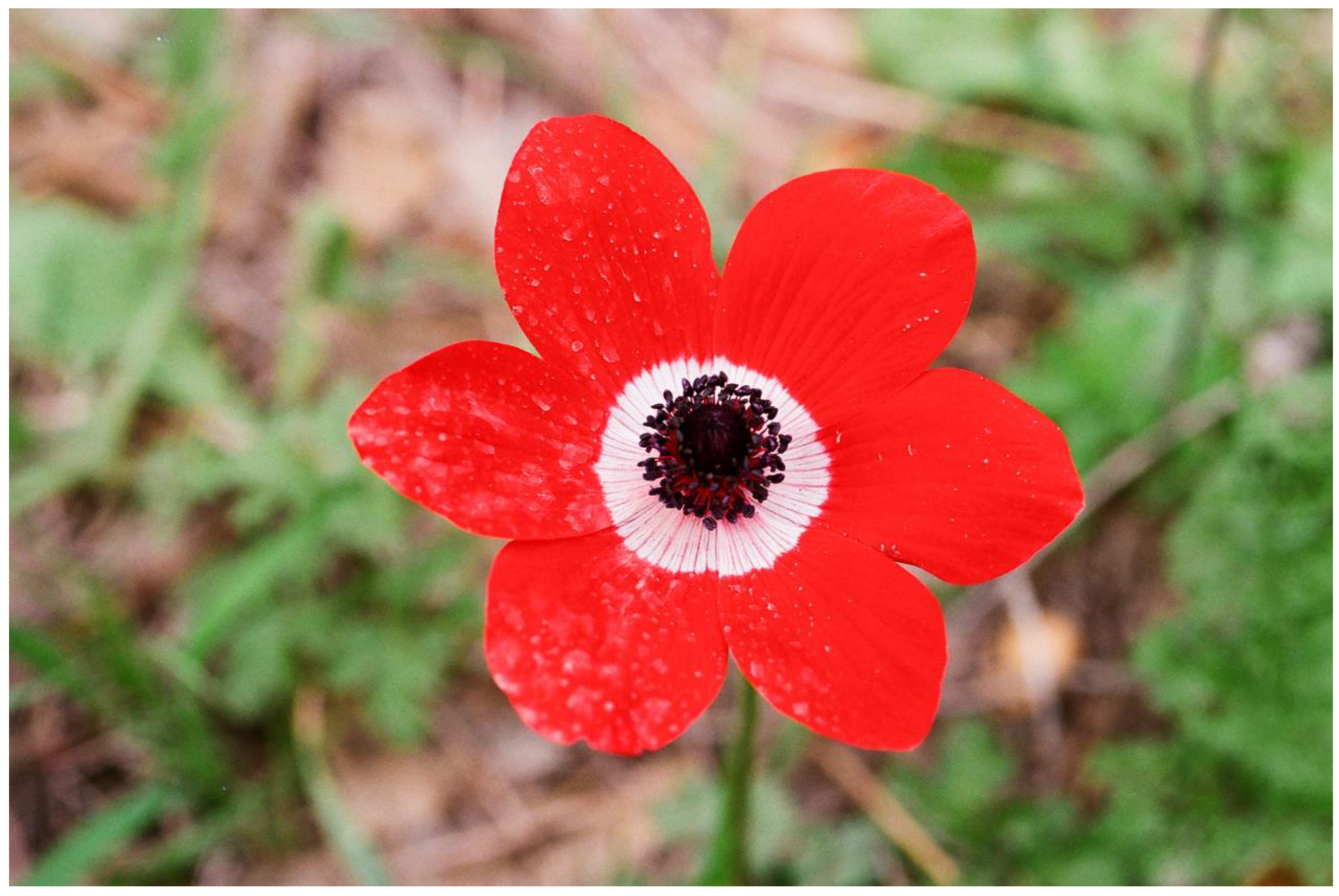 Plants 13 00391 g007